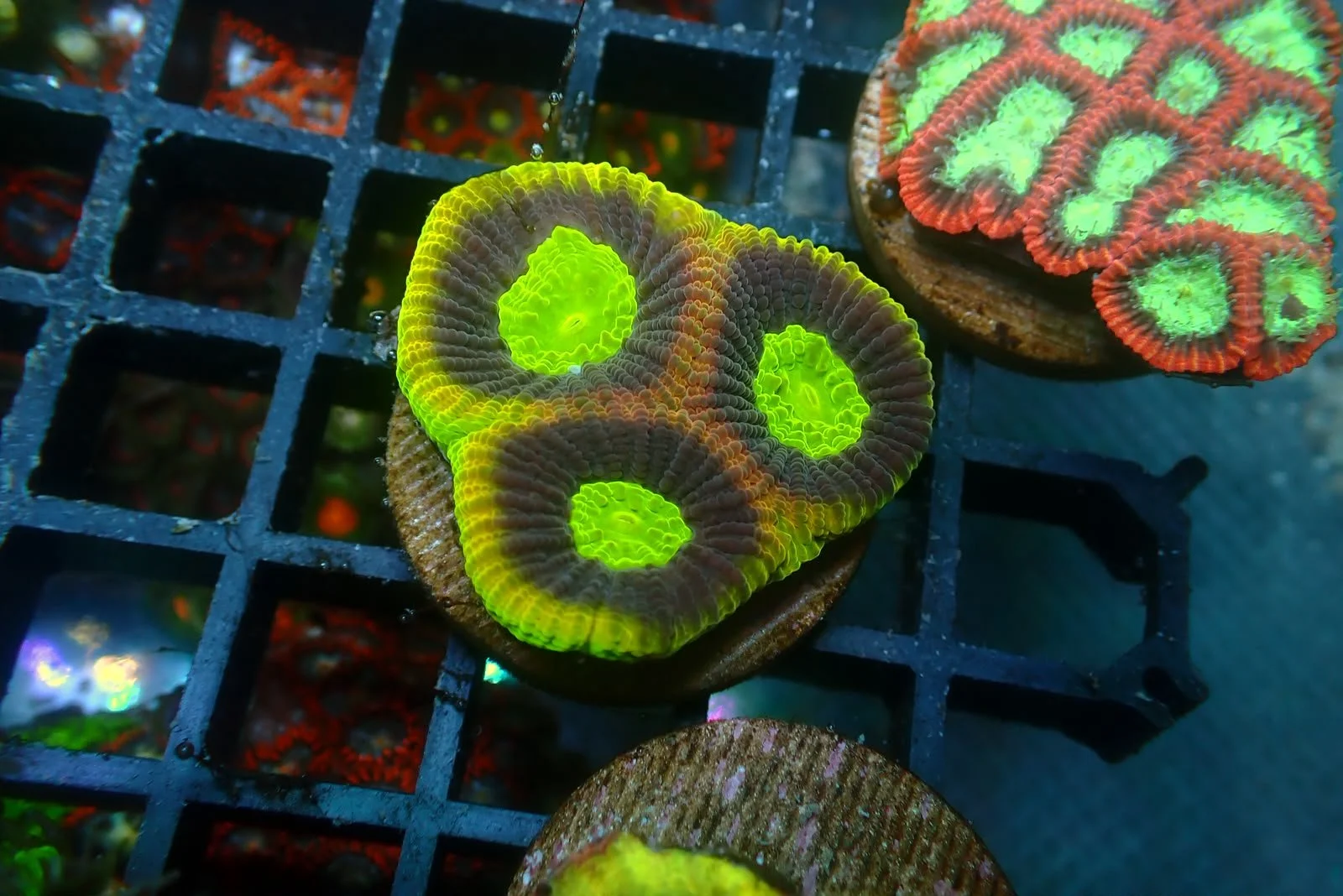 Dragon Soul Frag