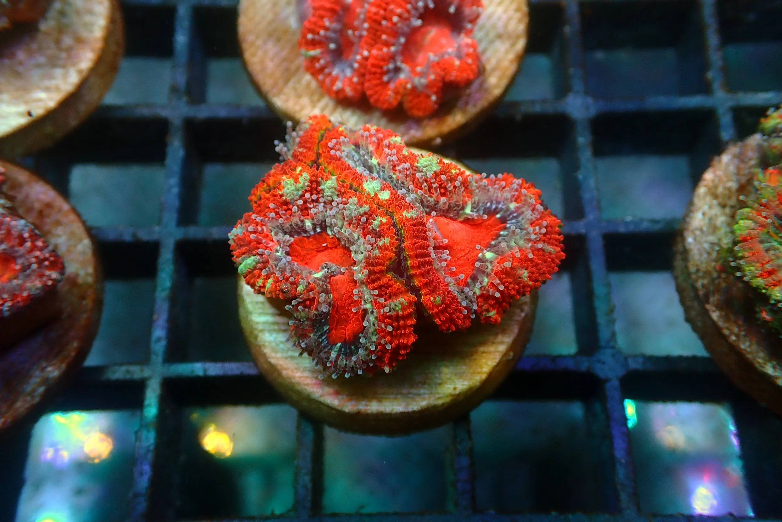 Acan #15