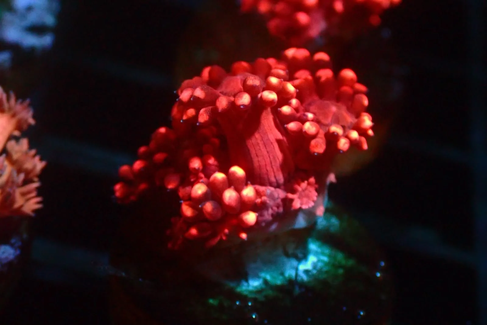 Aussie True Red Goniopora