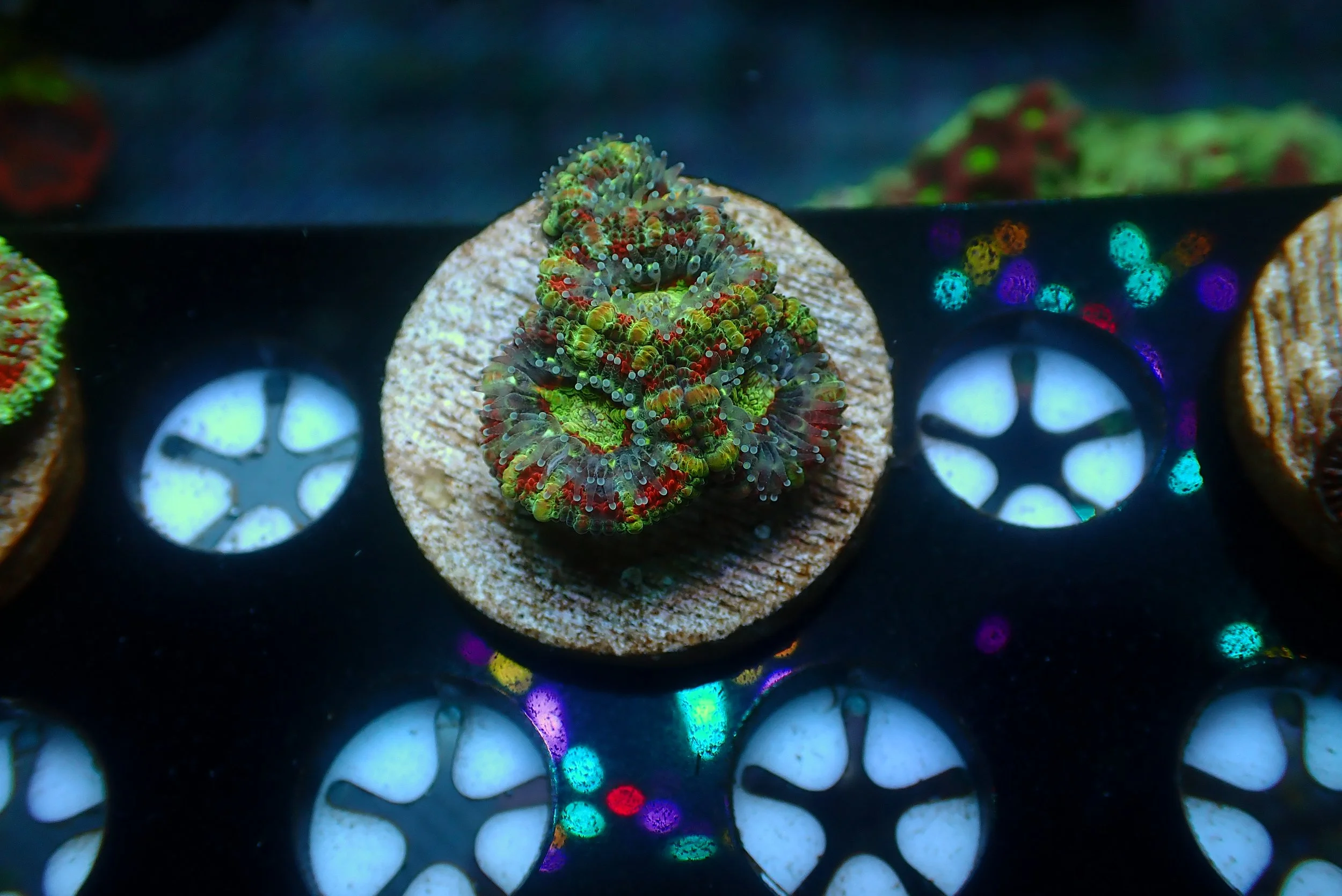 Acan #2