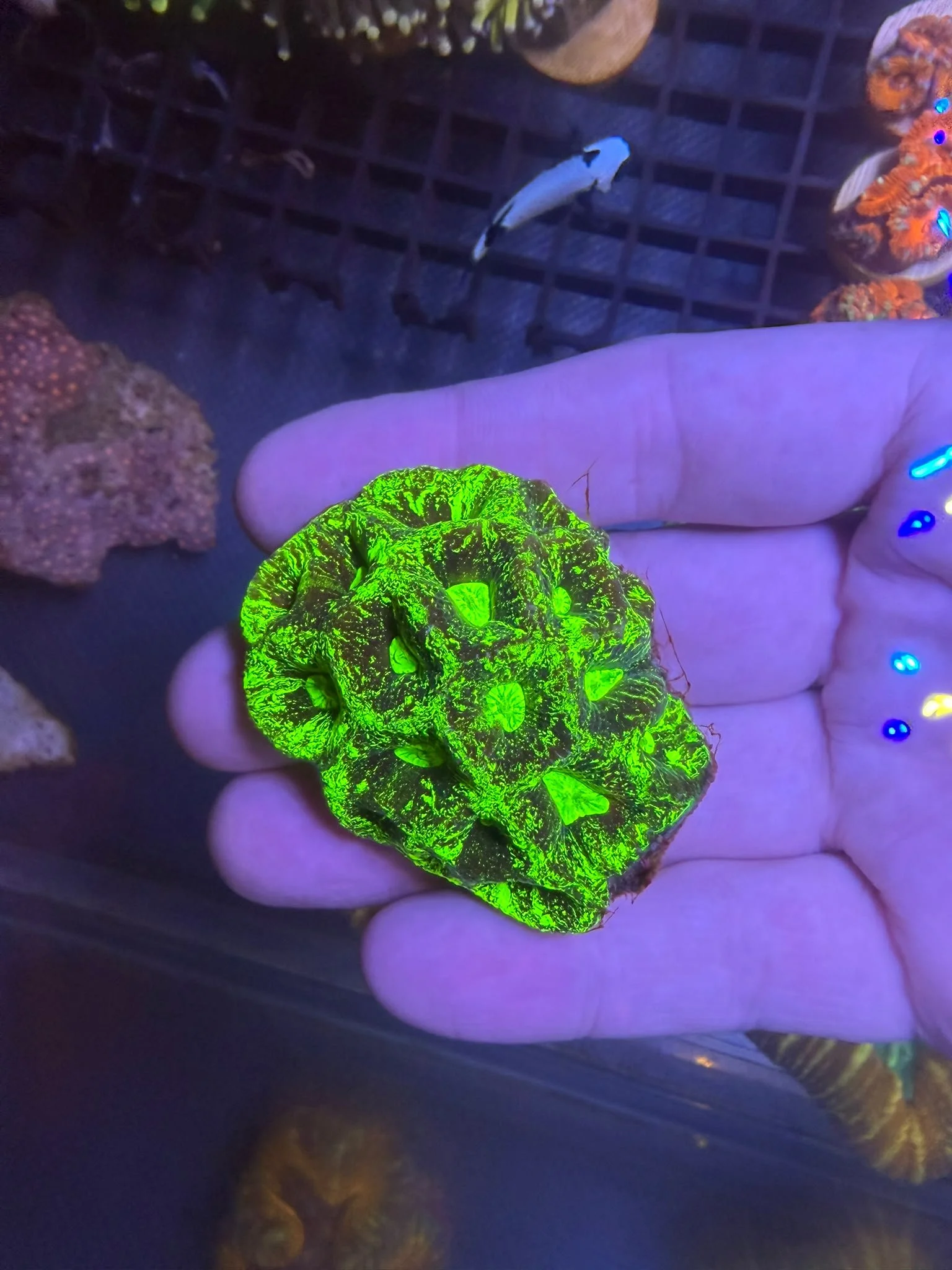 Toxic Green goniastrea