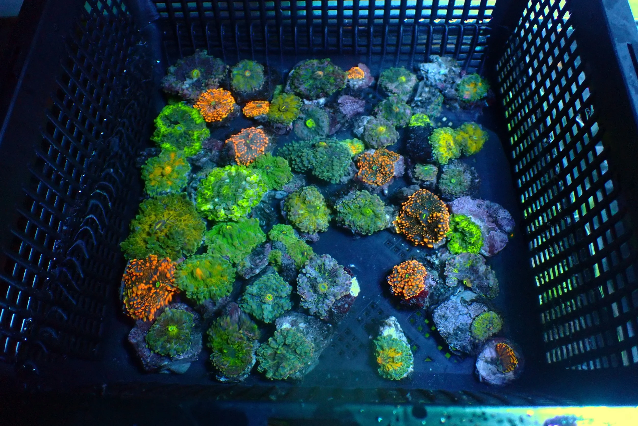 Mushrooms Random Pick