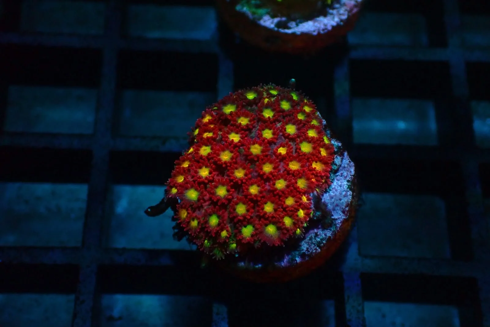 Iron Man Goniopora
