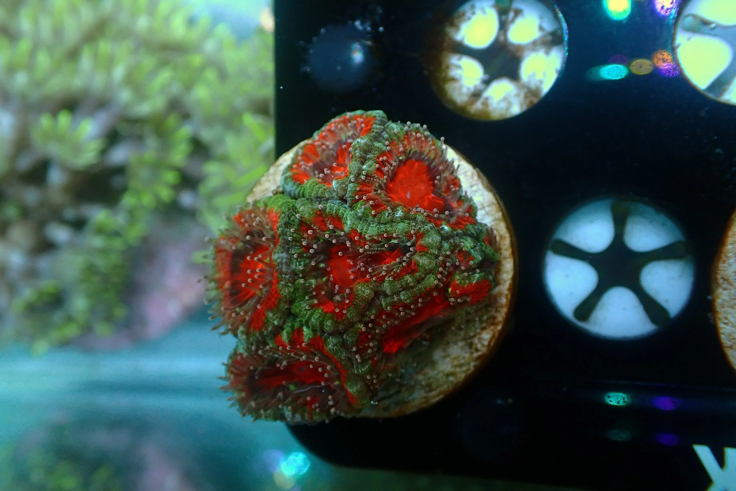 Acan #11