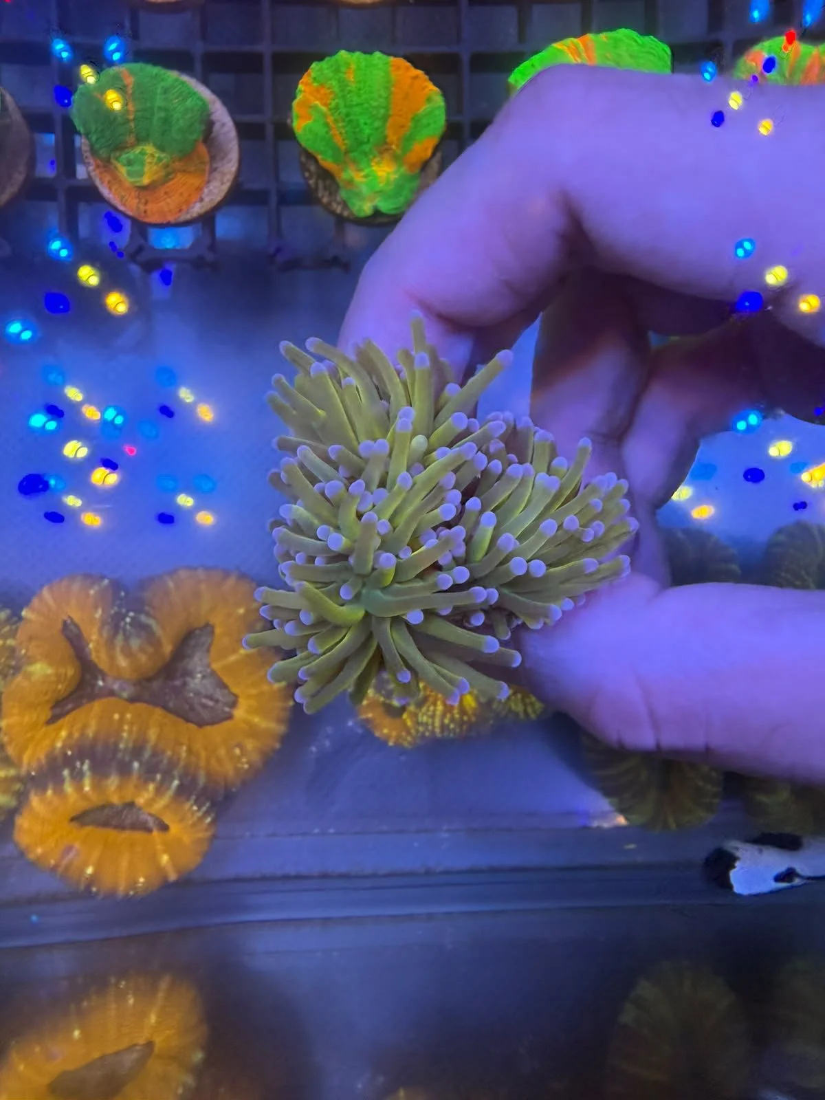 Mardi Gras Torch (Triple Heads)