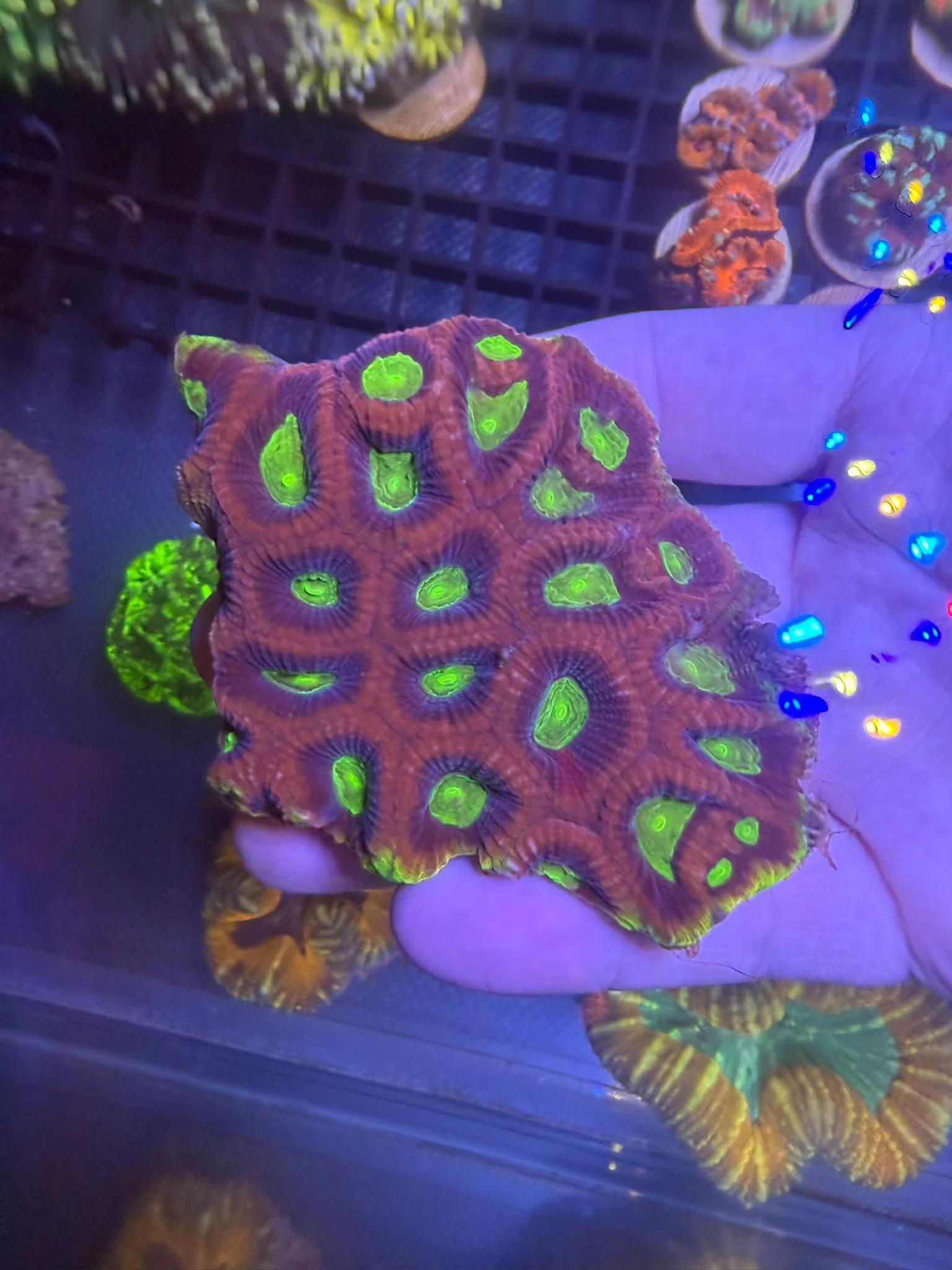 Dragon Soul Favia Colony