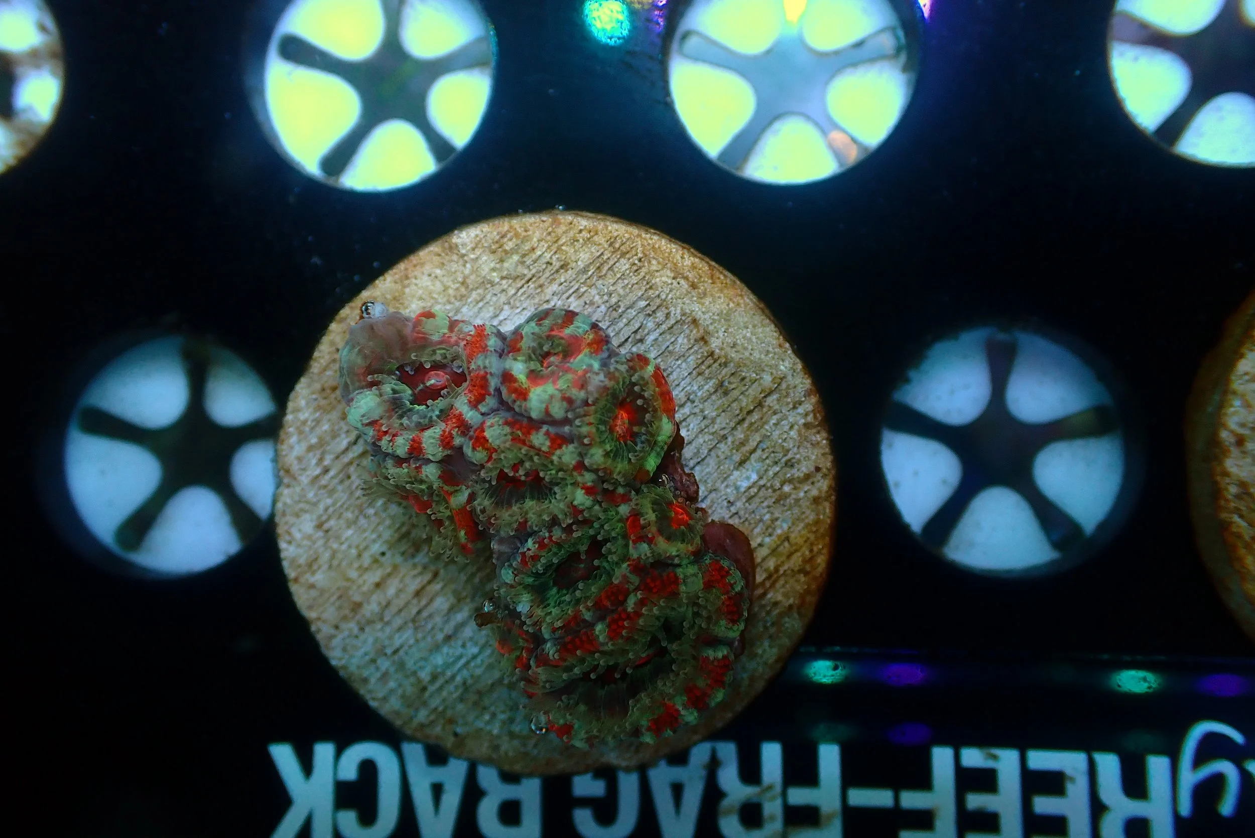 Acan #10