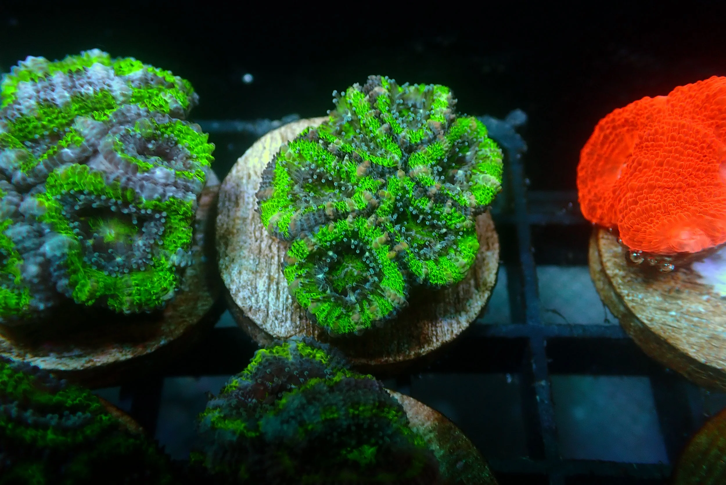 Acan #17
