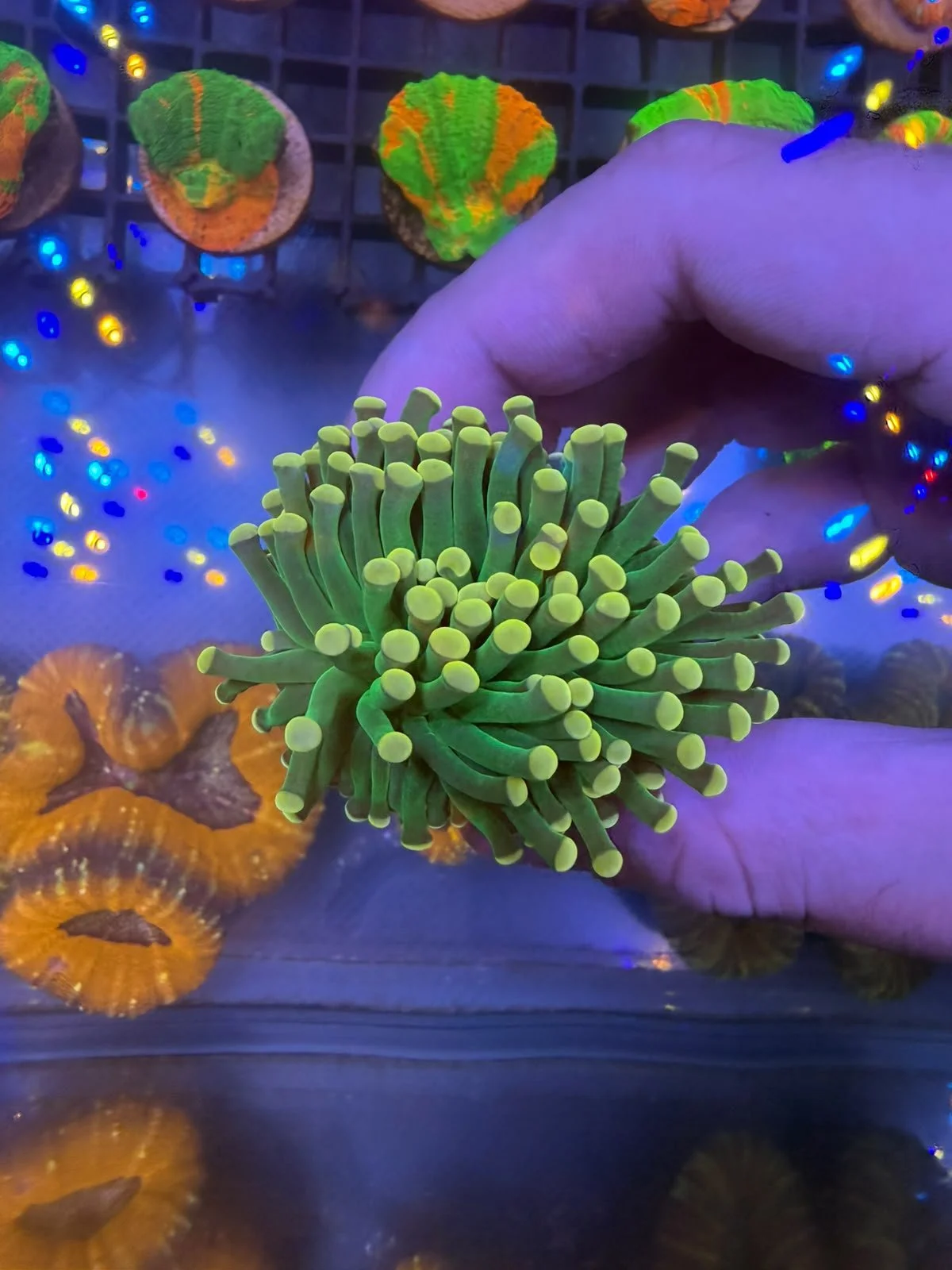 Aussie Green Torch with Yellow Tips
