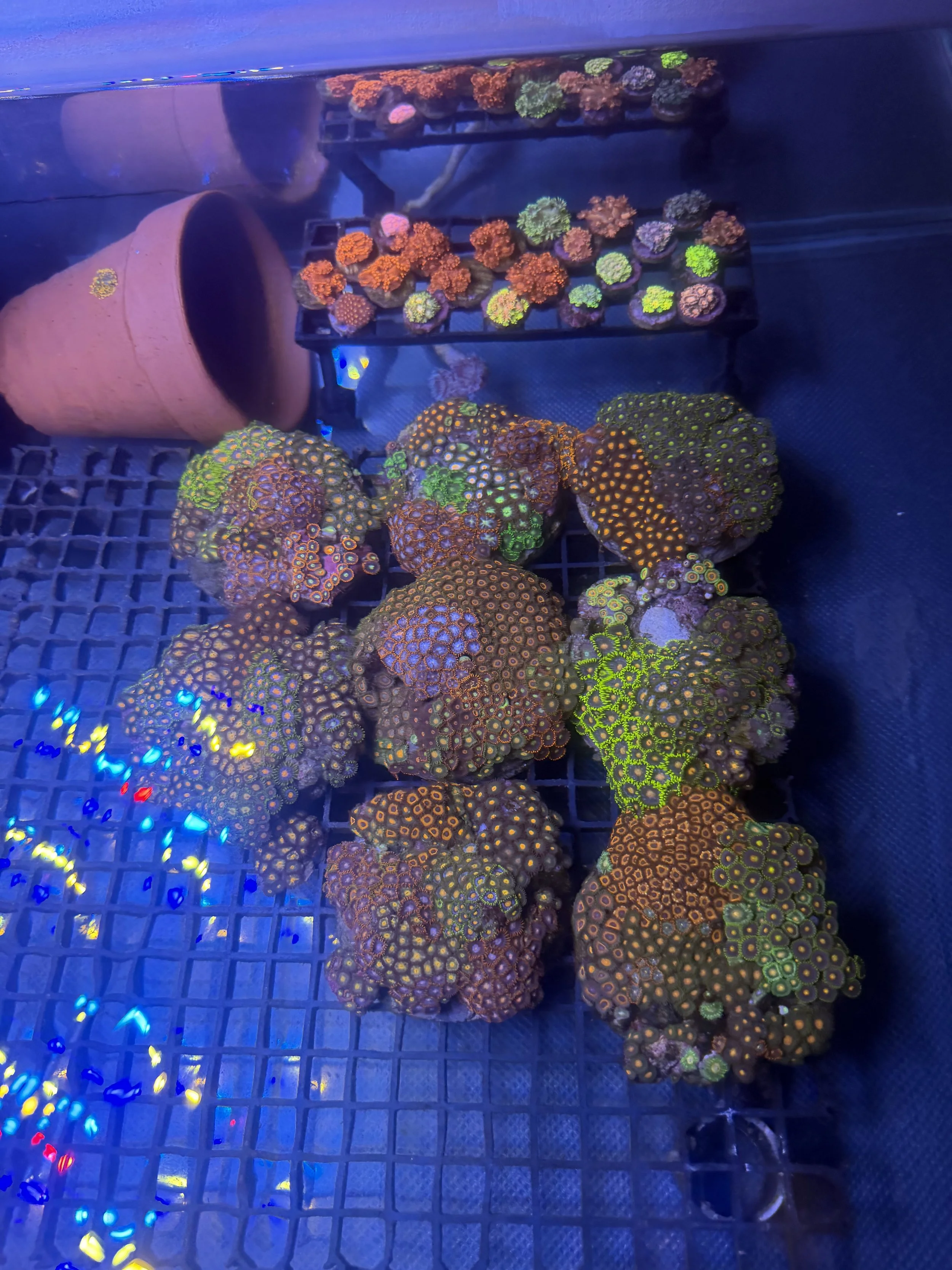 Zoa Gardens