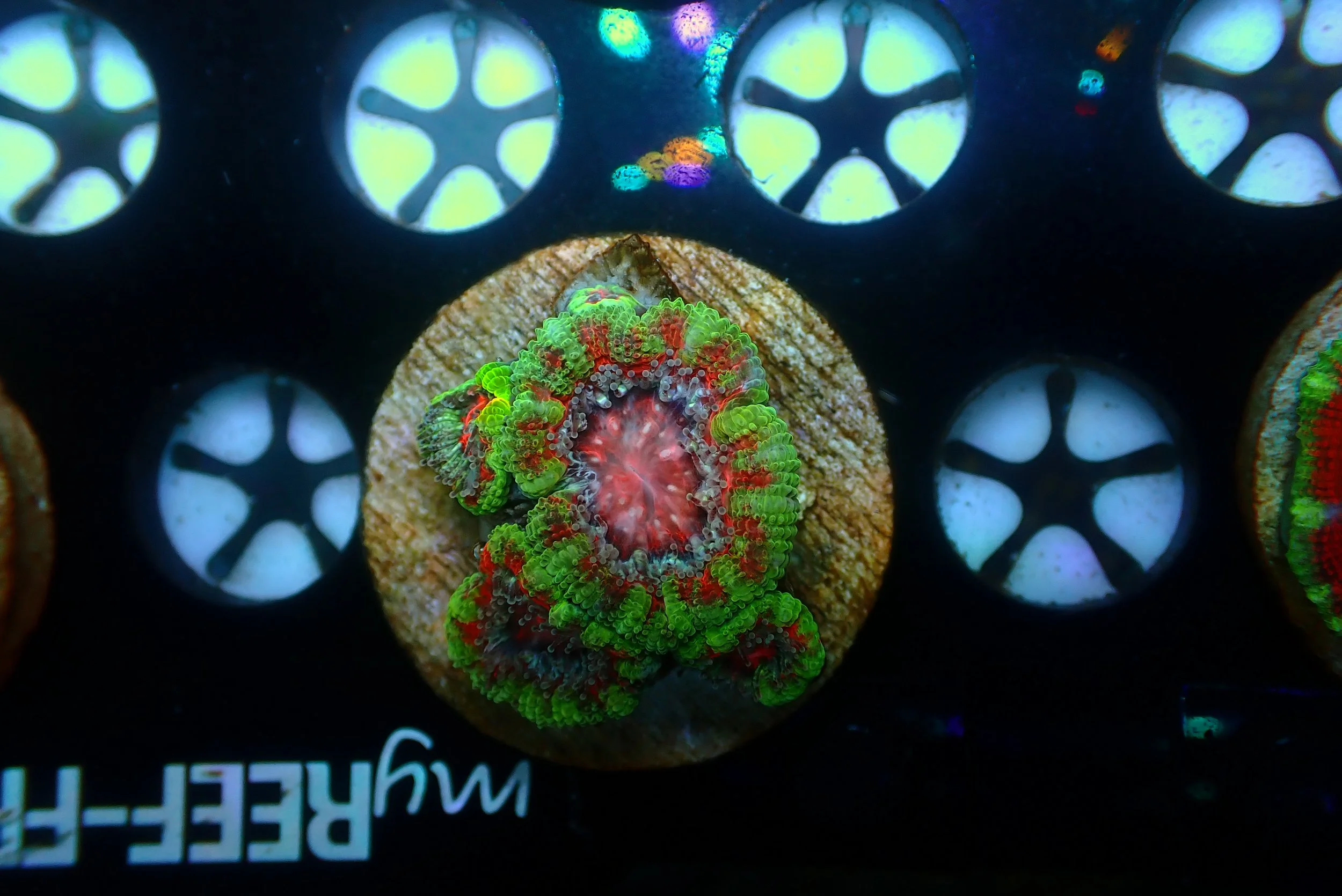 Acan #9