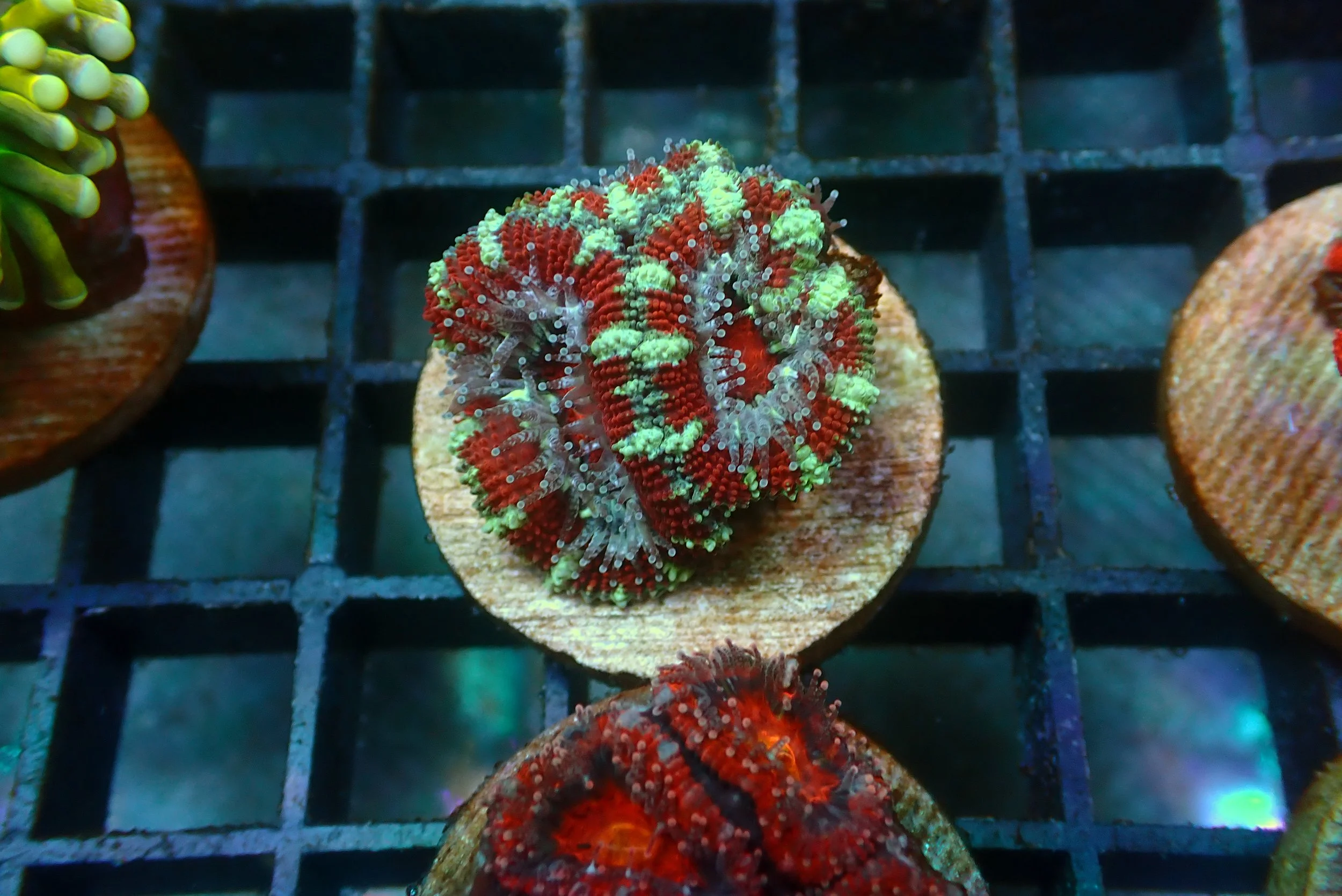 Acan #13