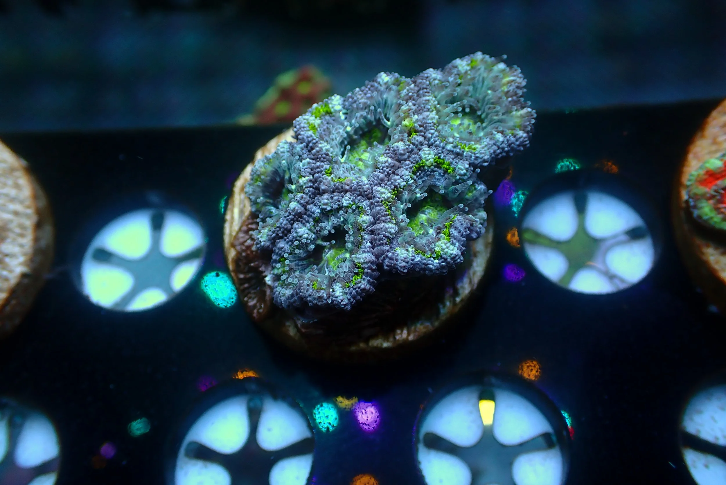 Acan #3
