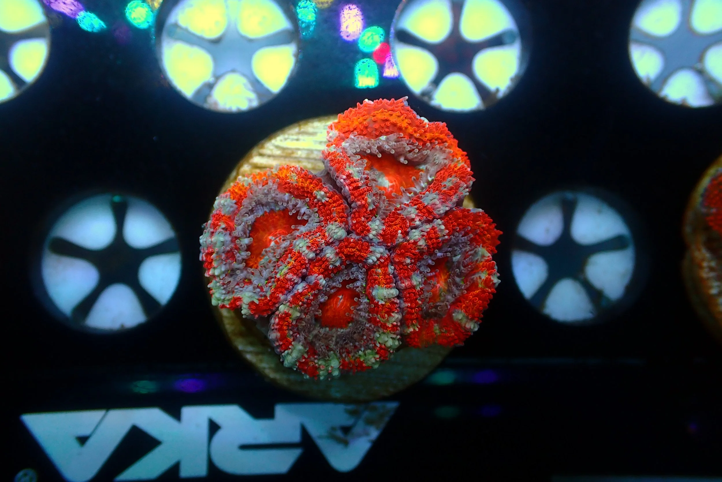 Acan #7