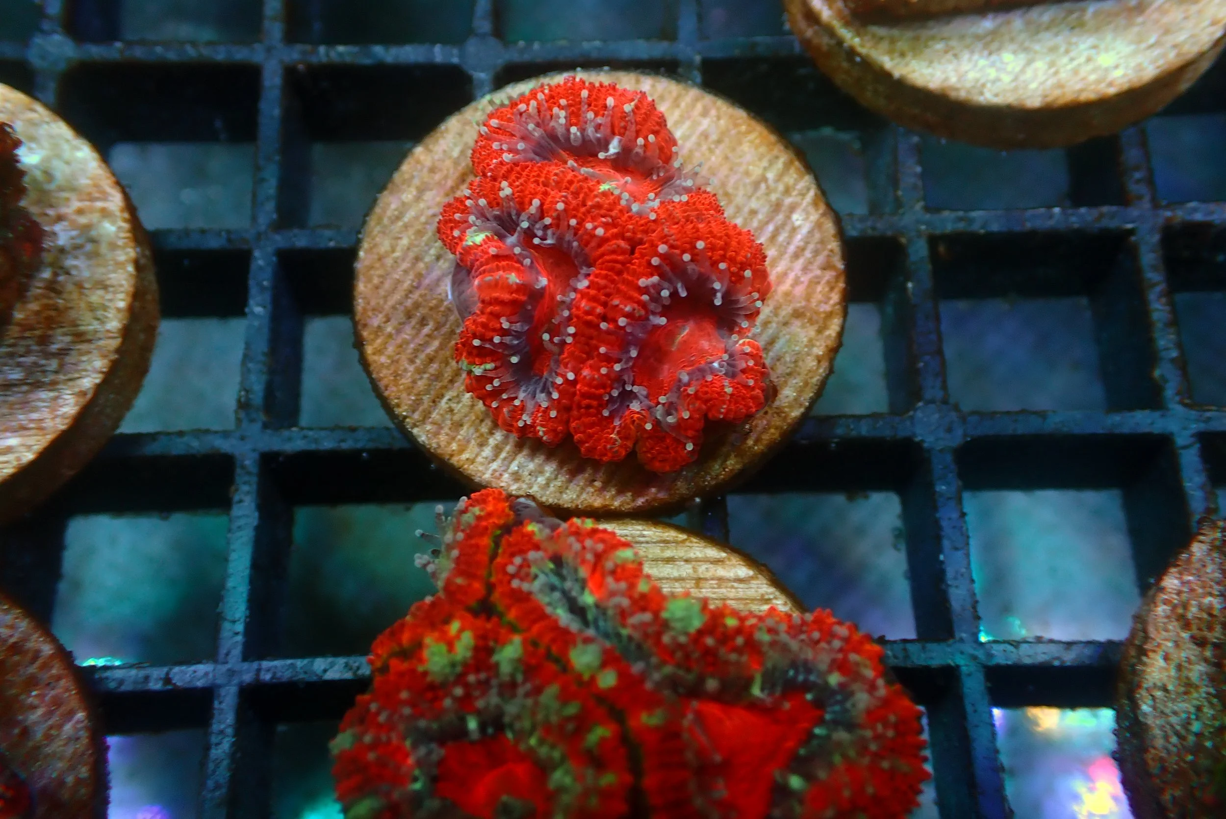 Acan #14