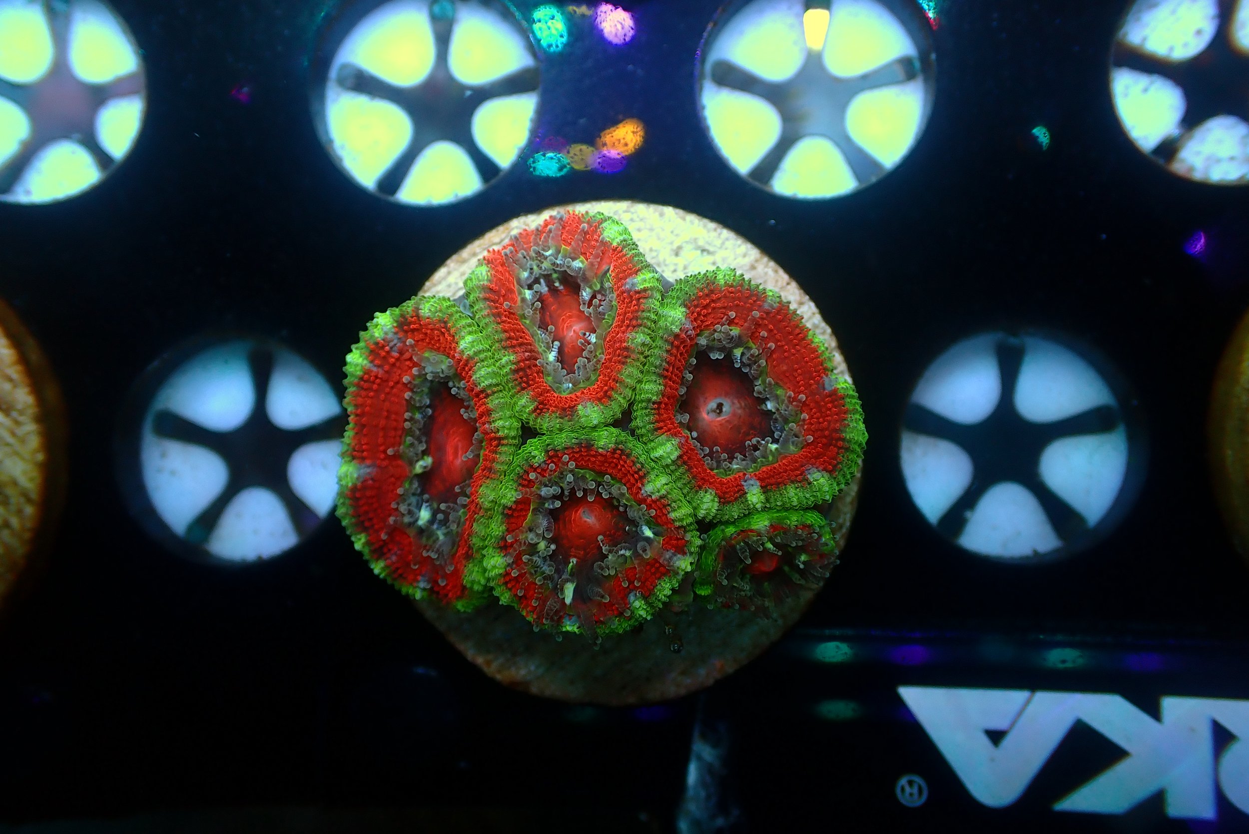 Acan #8