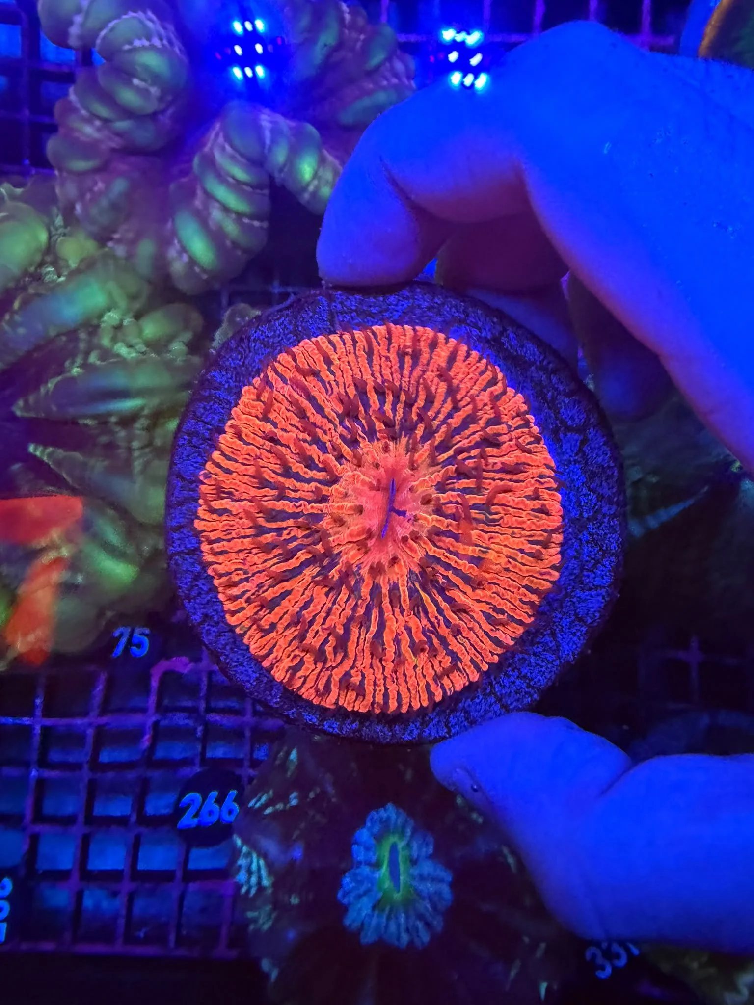 Red Fungia Plate