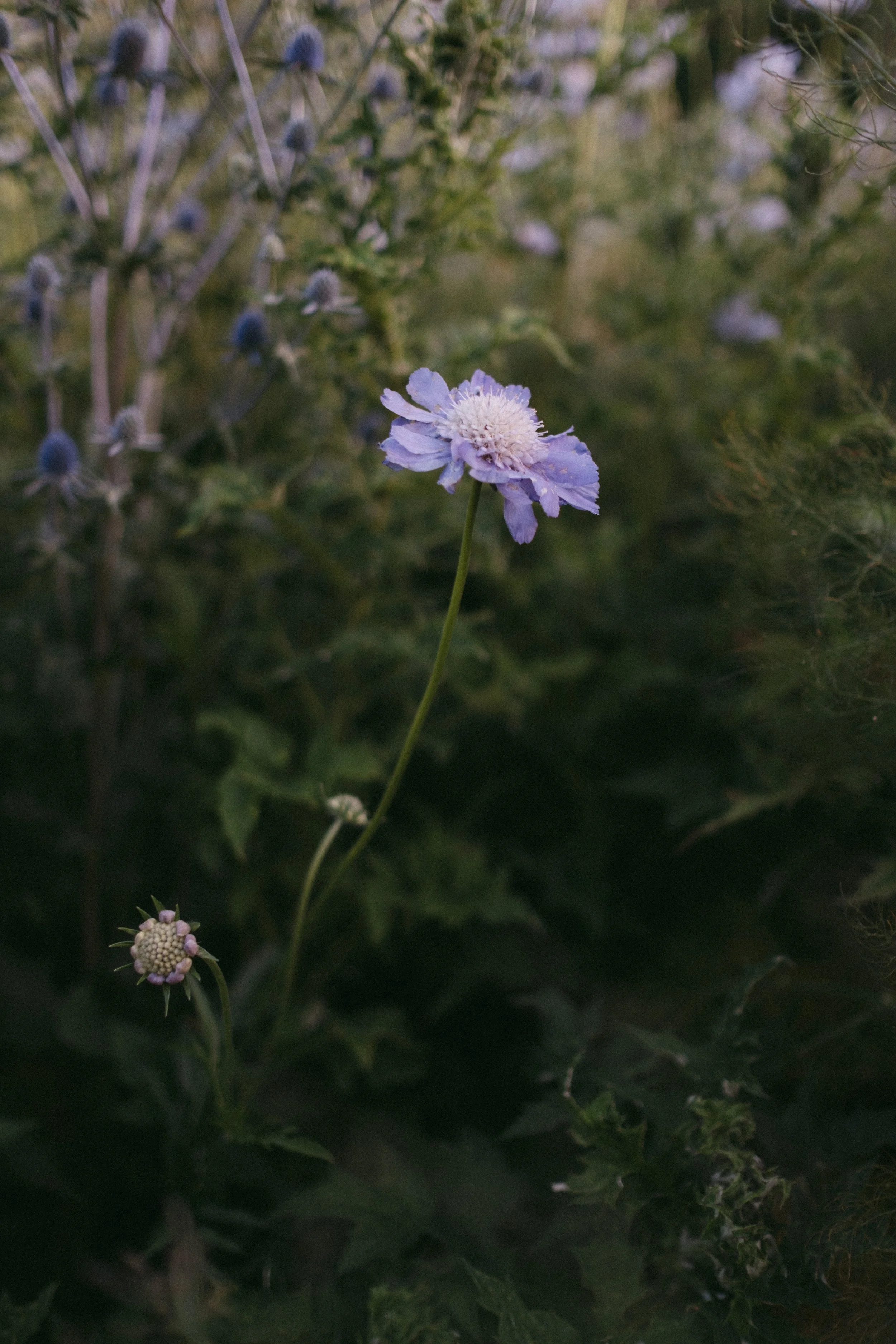 DSCF3973-1.jpg
