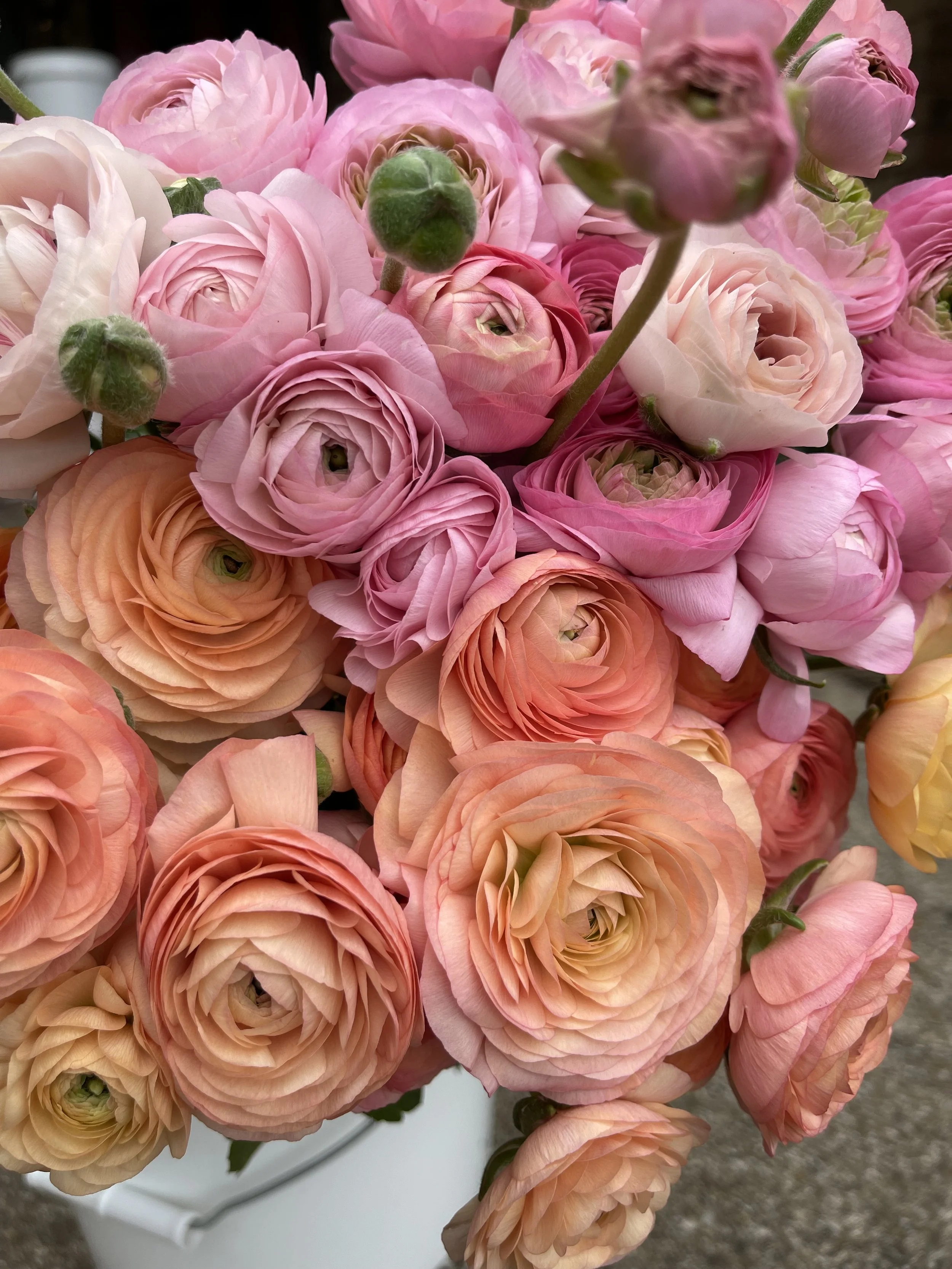 Bucket of Pastello Italian Ranunculus