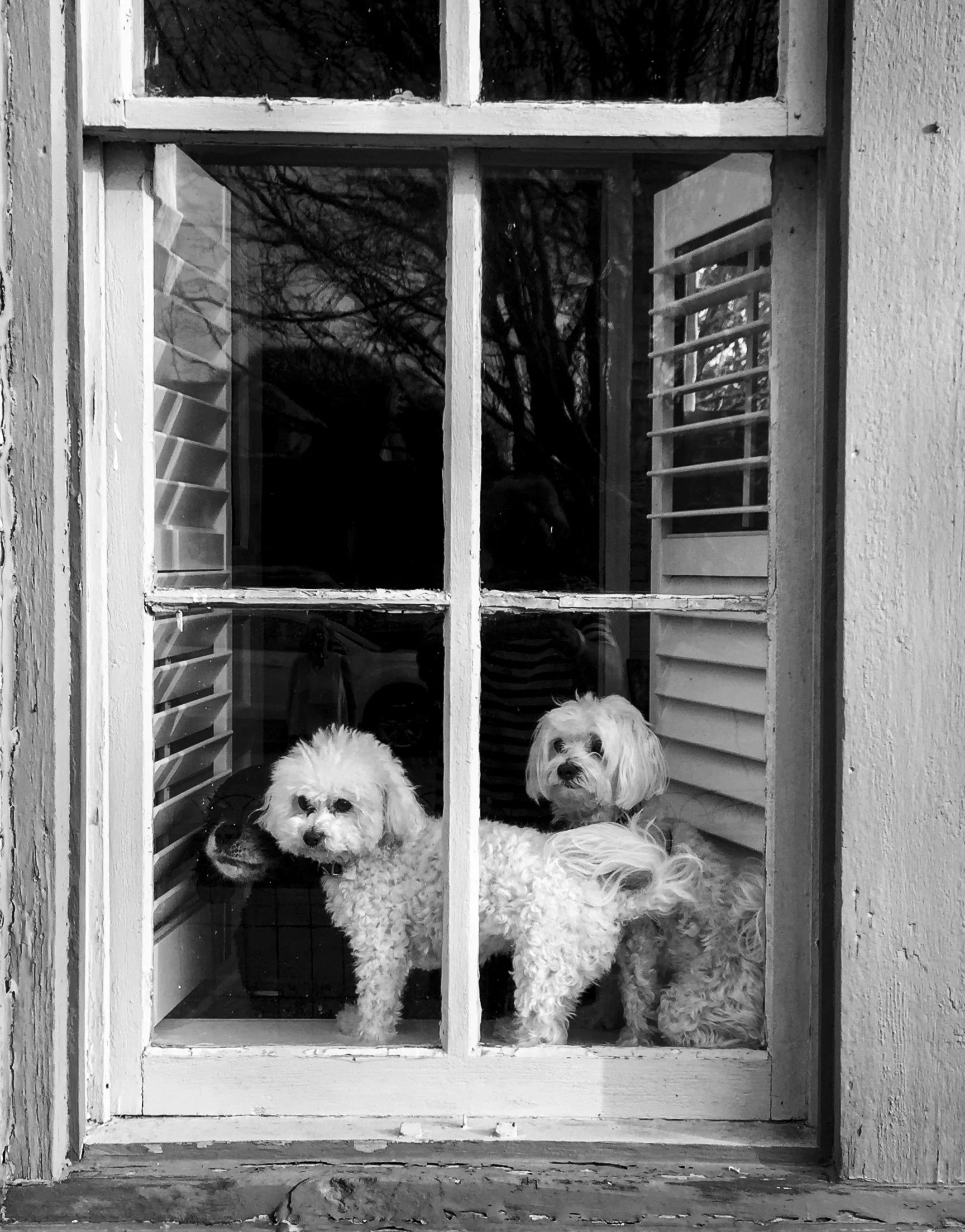 The Neighborhood Watch