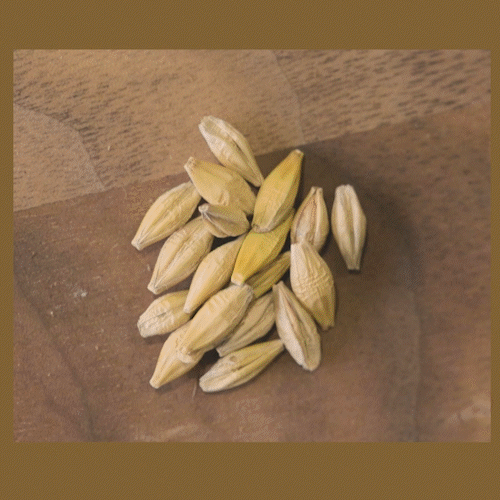 Epiphany Craft Malt
