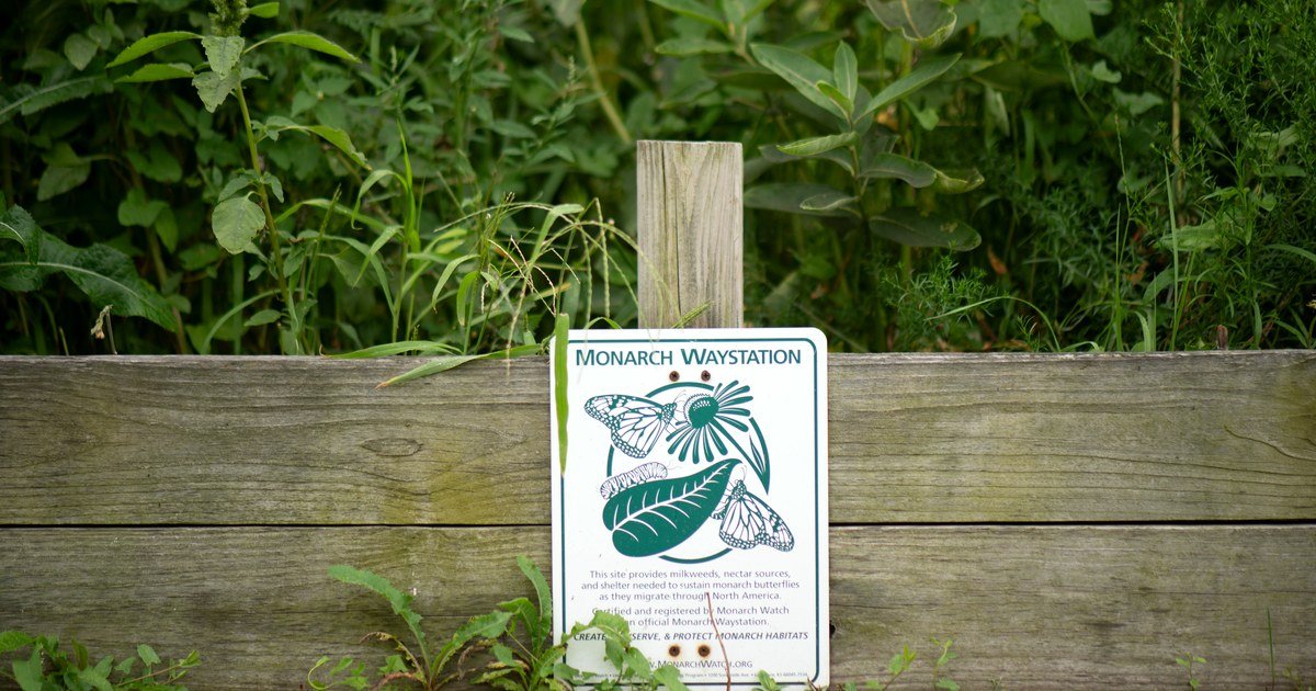 Simon's Gardens