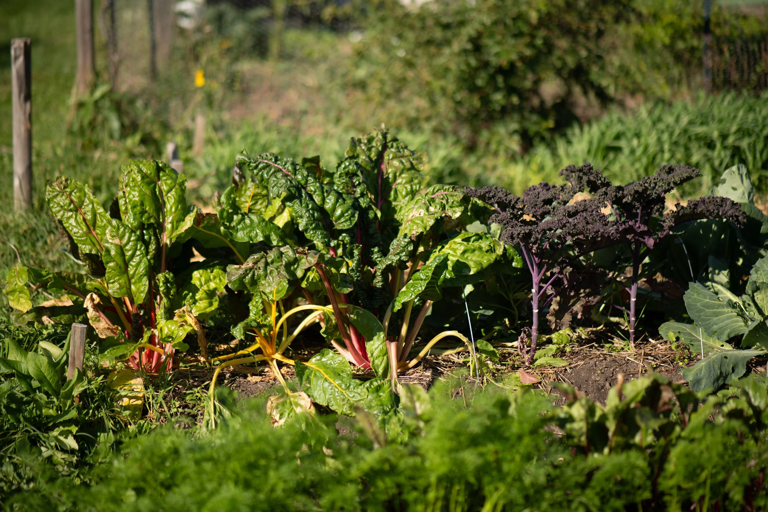 Menomonee Valley Community Garden