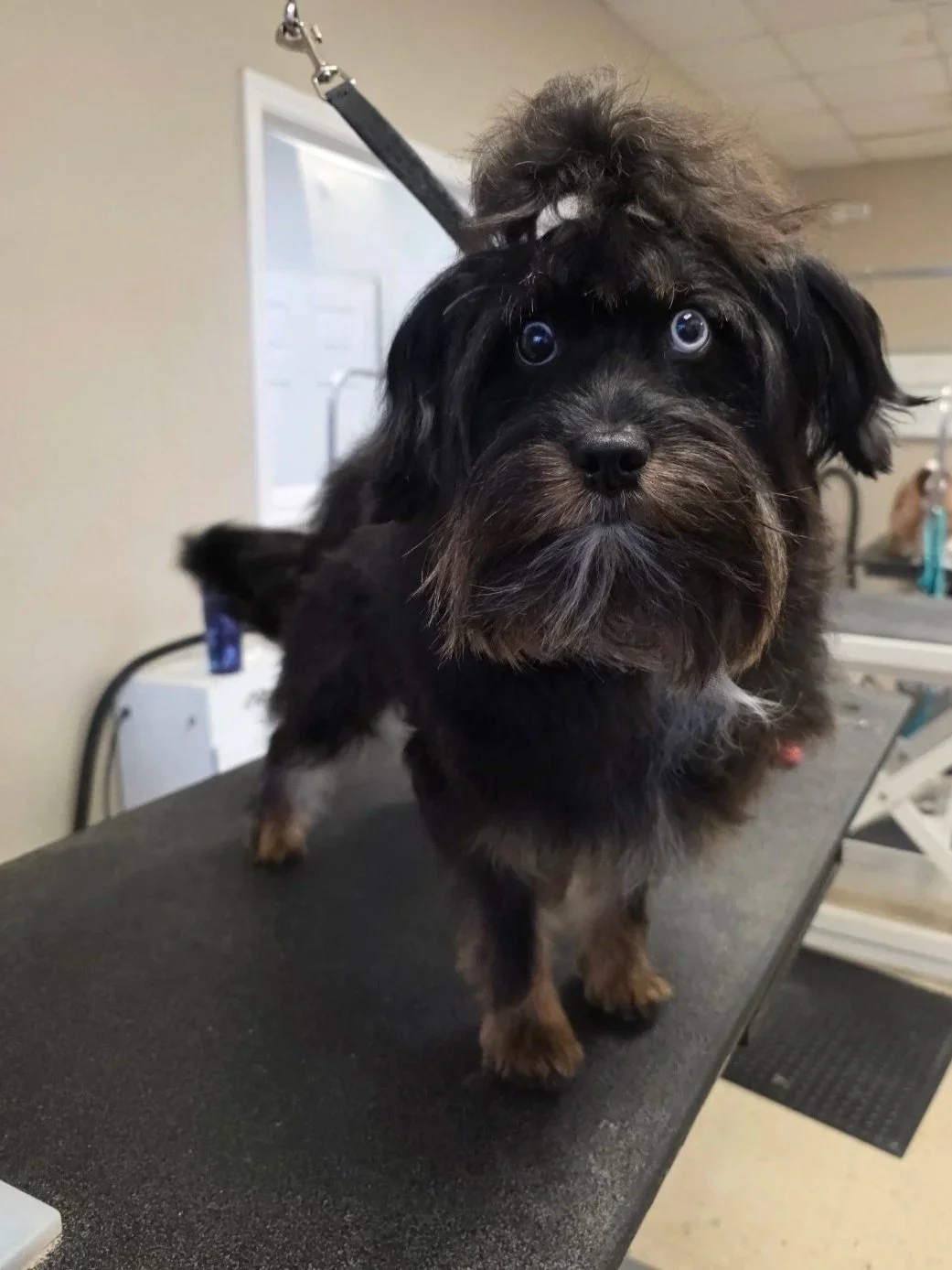 A small black dog with fluffy fur on a grooming table, wearing a hair band and looking directly at the camera.