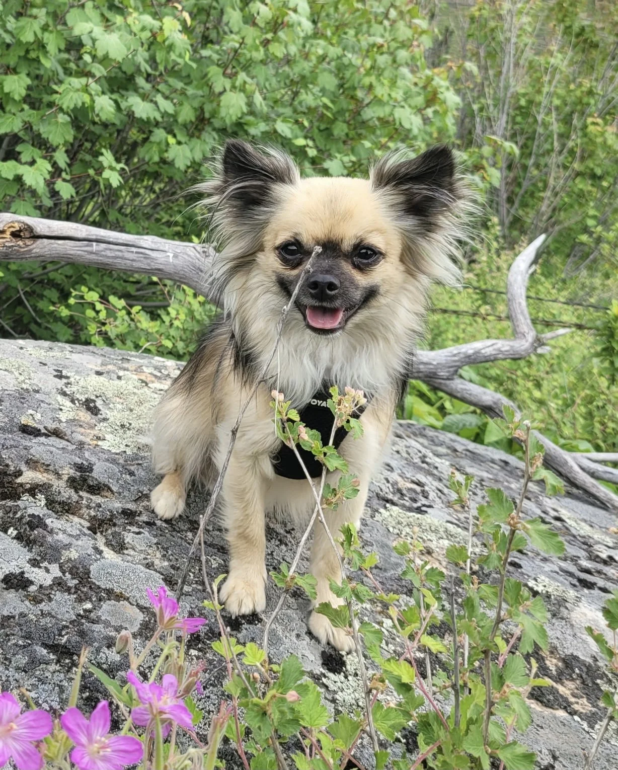 A small, fluffy dog with tan and black fur, smiling with tongue out, standing on a rock among green plants and purple flowers.