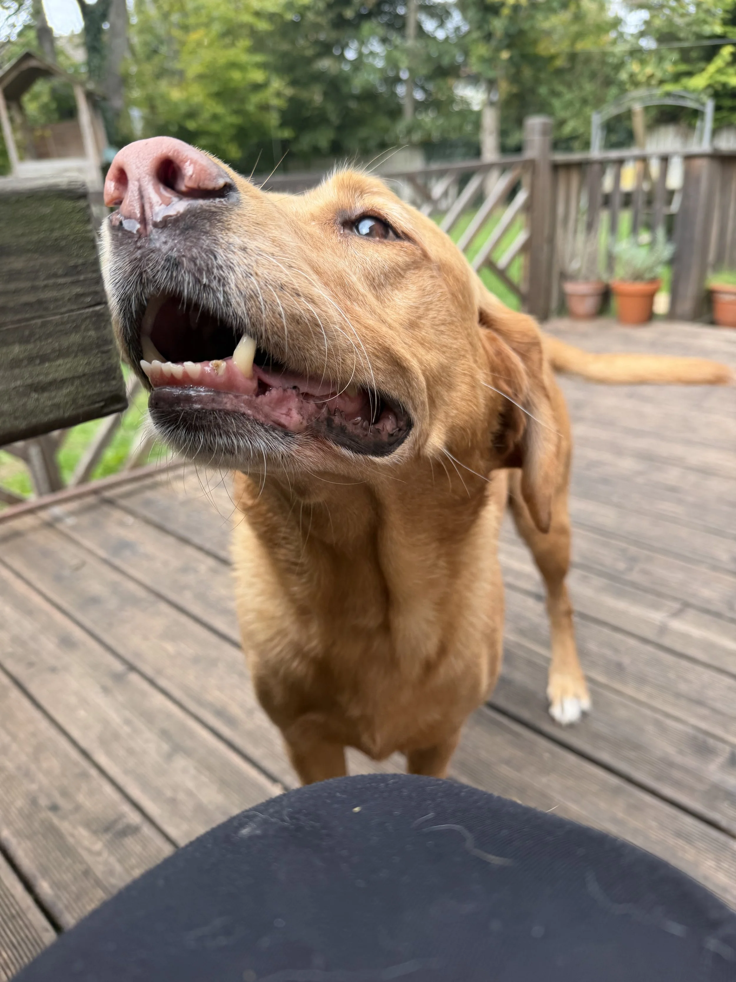 Close-up of a happy golden retriever's face with a large pink nose, outdoors on a wooden deck with trees and potted plants in the background.