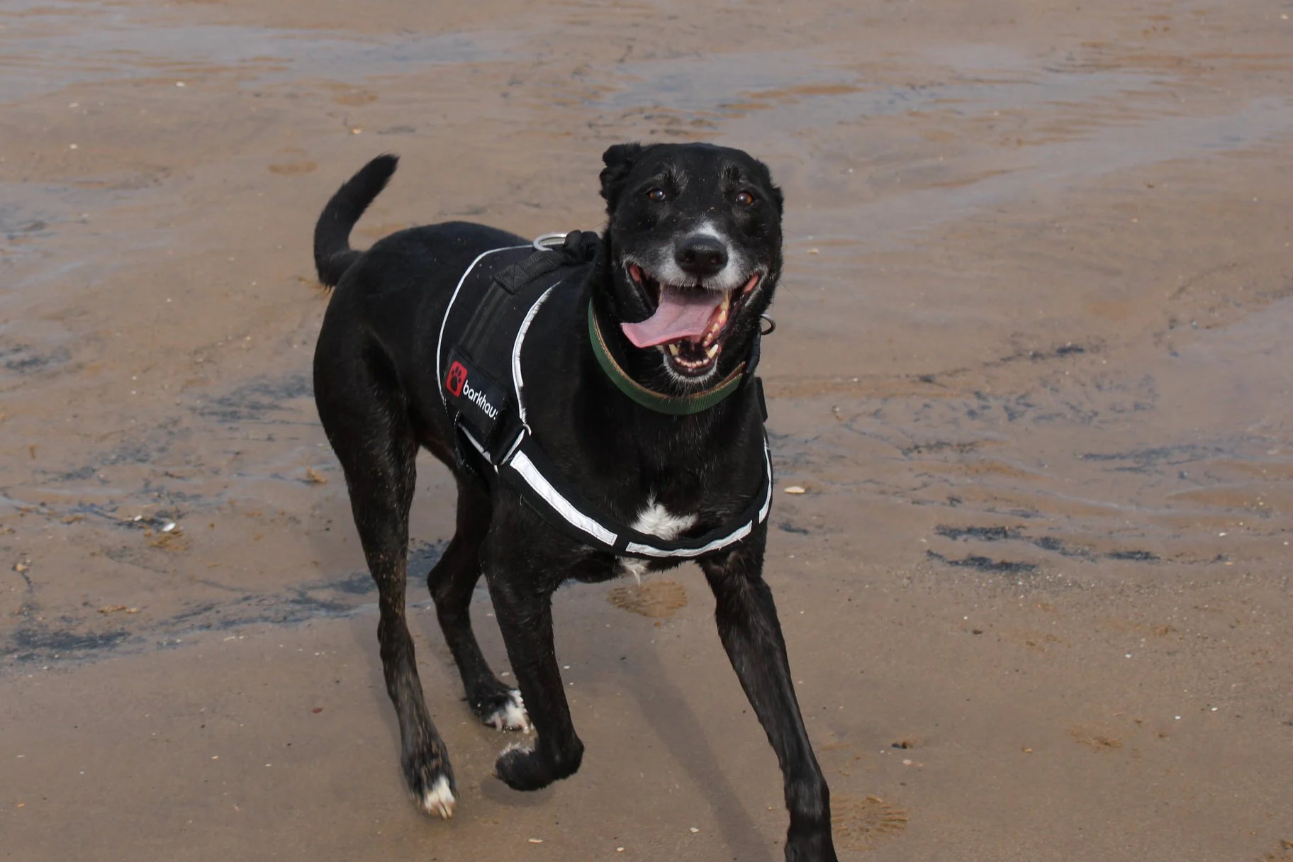A black dog with white markings on its chest and paws, wearing a harness and a collar, playing and running on a sandy beach with water in the background, smiling with tongue out.
