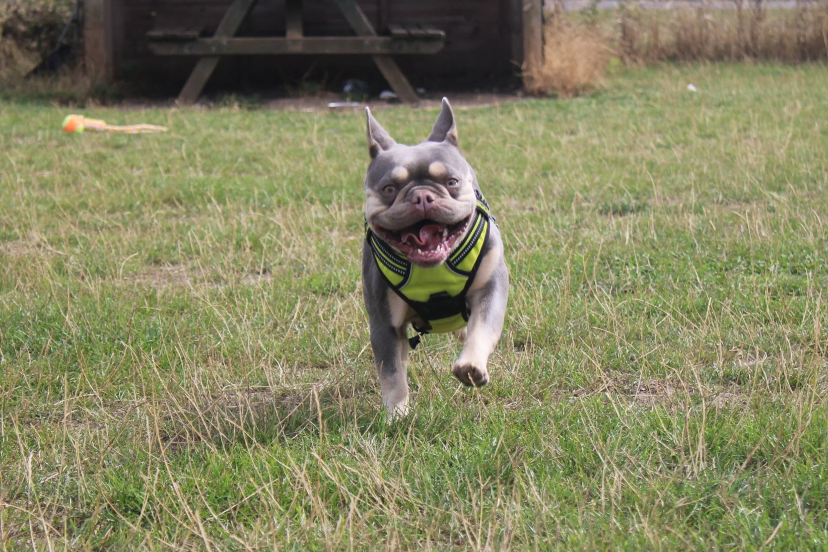 A happy French Bulldog wearing a neon yellow harness running on a grassy field.