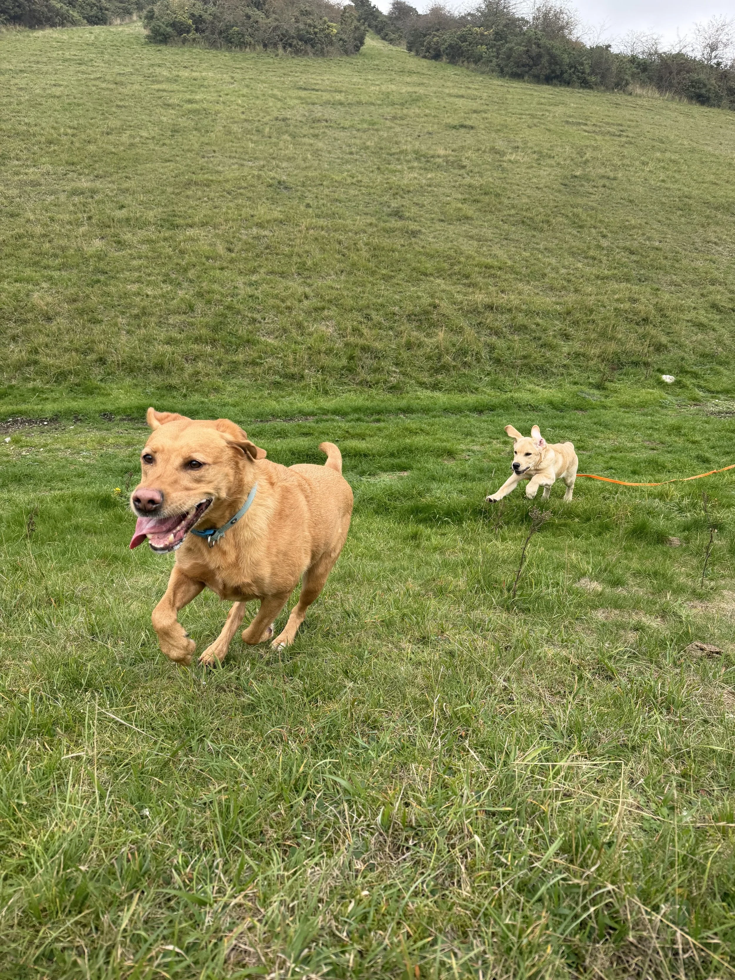 Two dogs running on a grassy field with a hillside in the background.