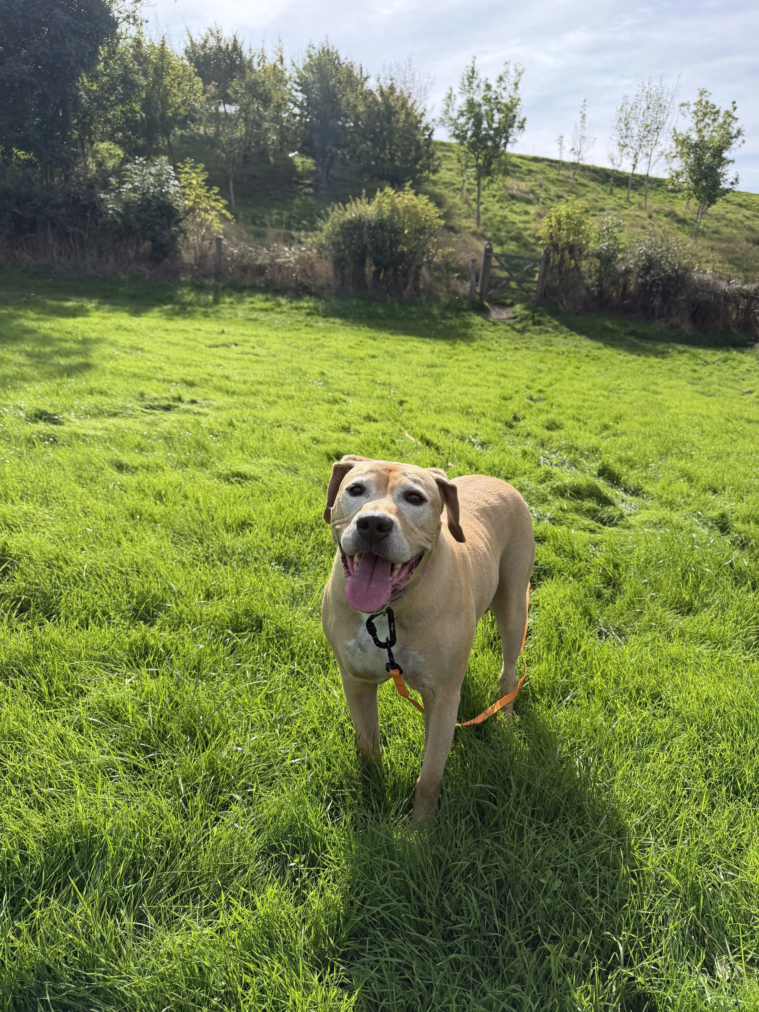 A happy yellow Labrador retriever standing on green grass with trees and a small hill in the background under a partly cloudy sky.