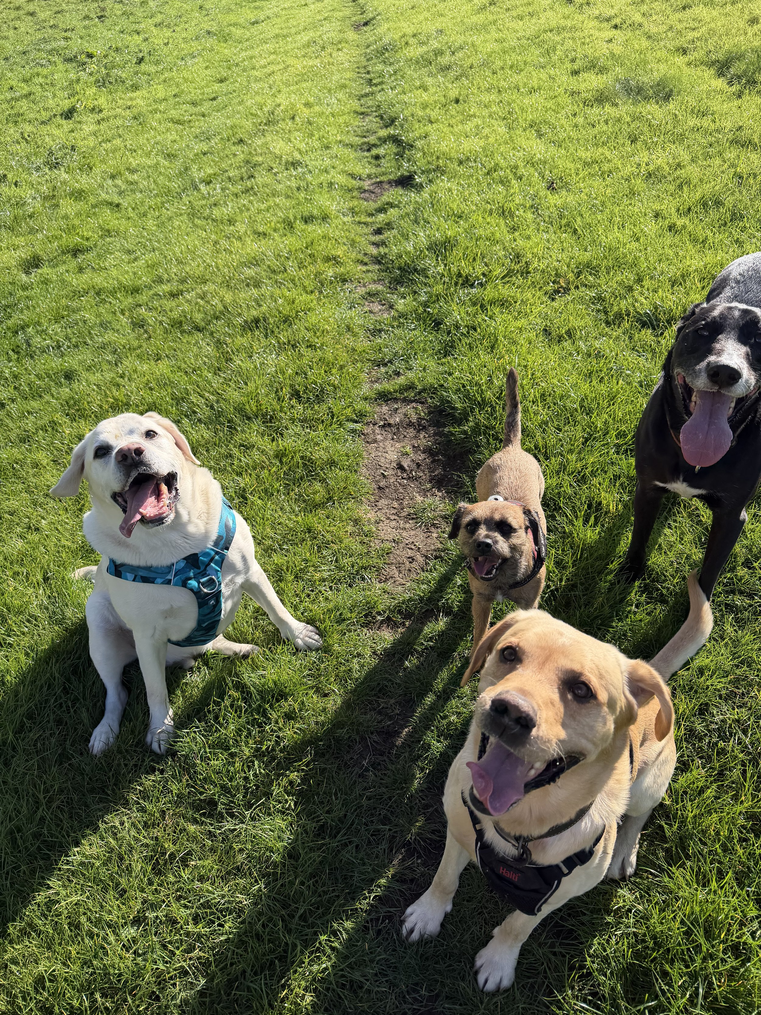 Multiple dogs of different breeds and sizes on a grassy field with a dirt trail, sunny weather, and lush green grass.