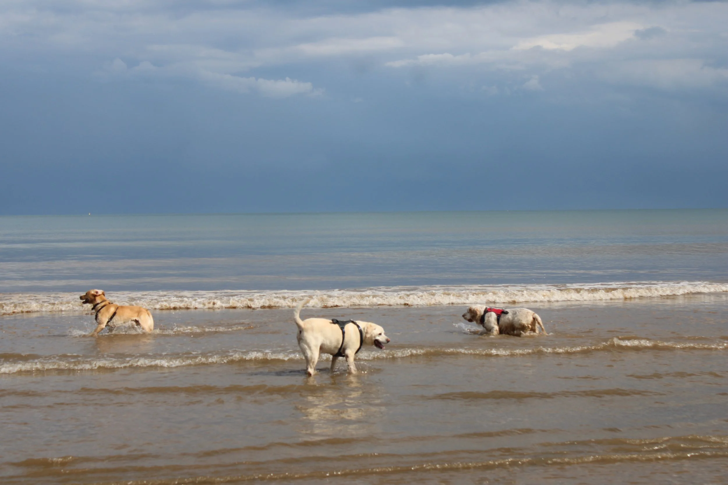 Four dogs playing in the shallow water at the beach with cloudy sky in the background.