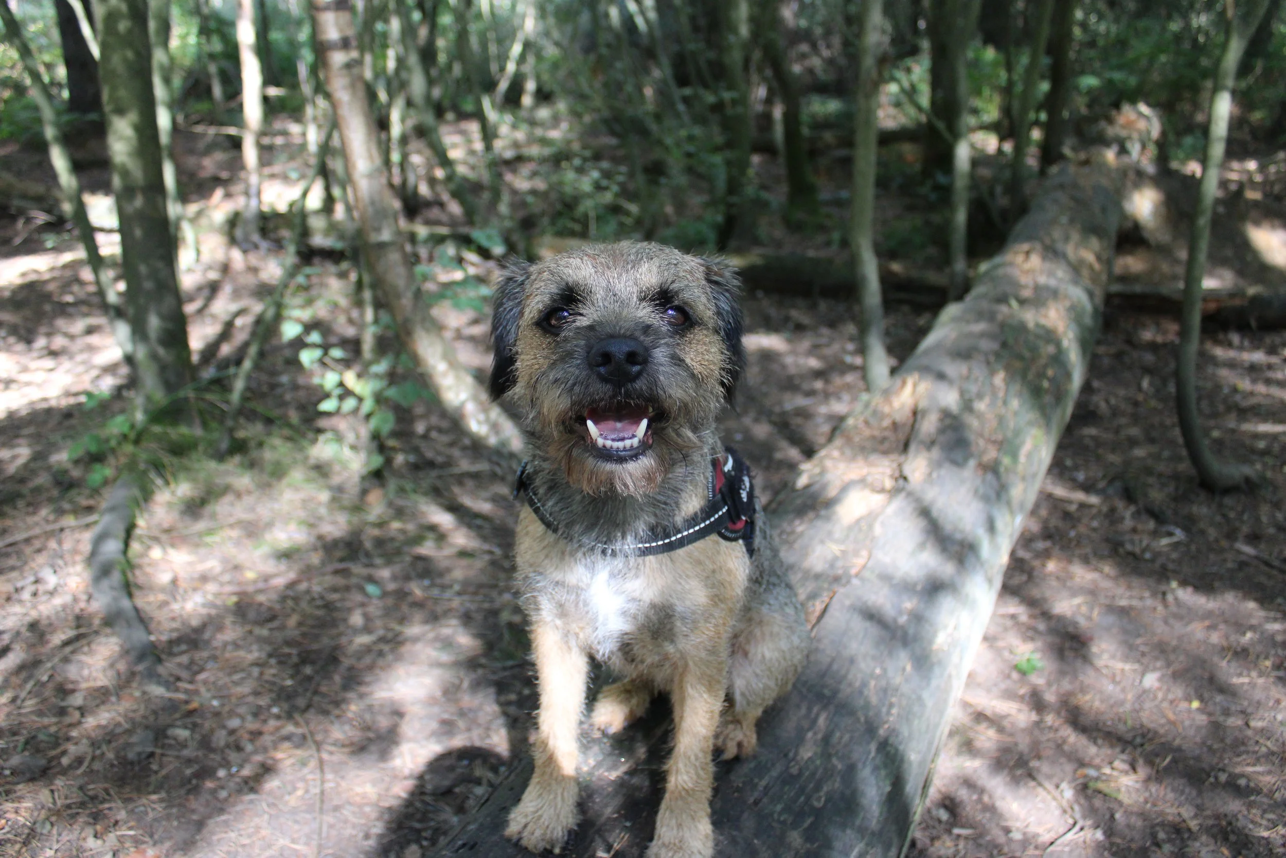 A happy dog with scruffy fur standing in a wooded area with a fallen log and dense green trees in the background.