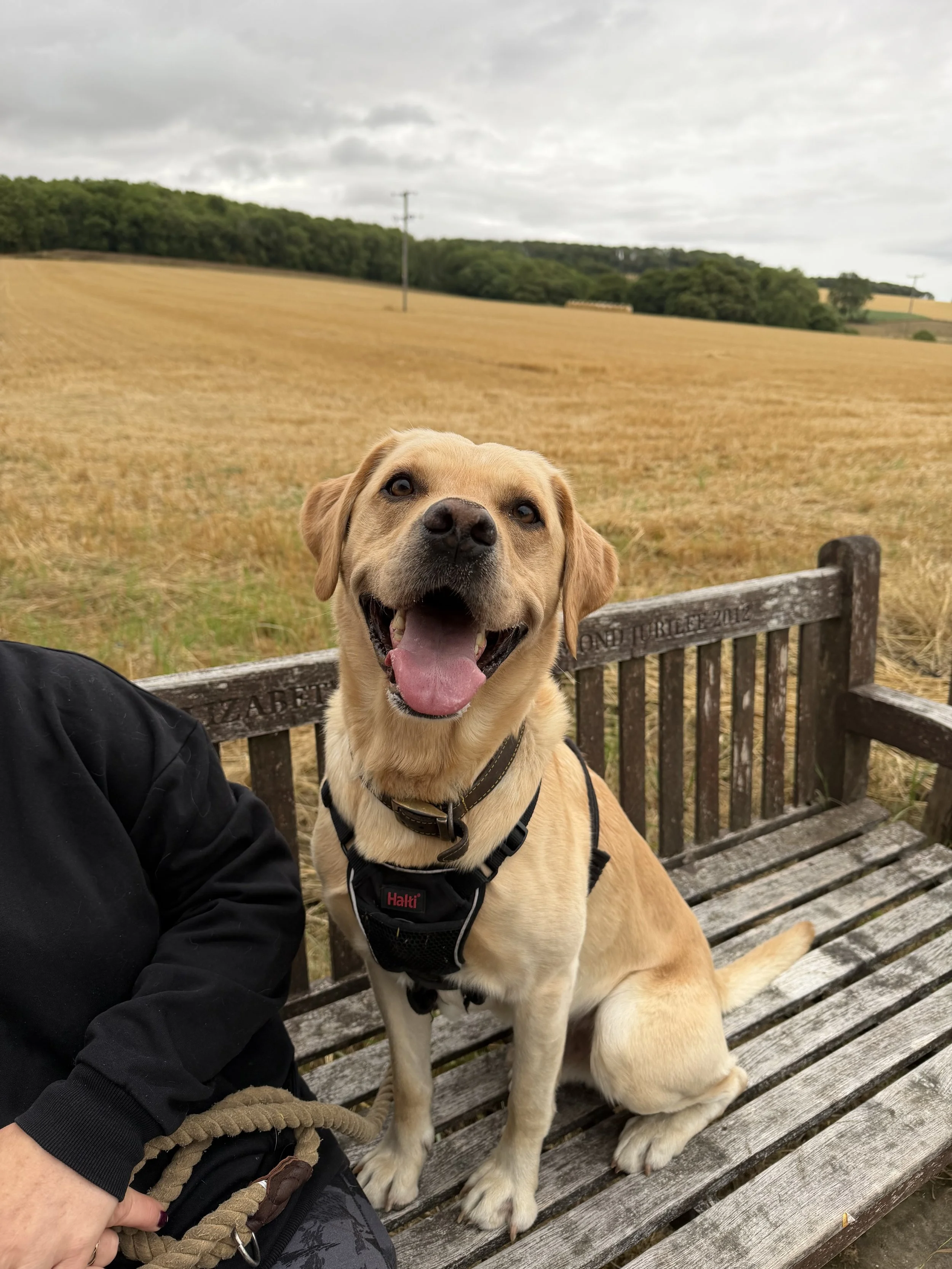 A happy yellow Labrador Retriever dog sitting on a wooden park bench with a person in black clothing, a cloudy sky, a golden field, and green trees in the background.