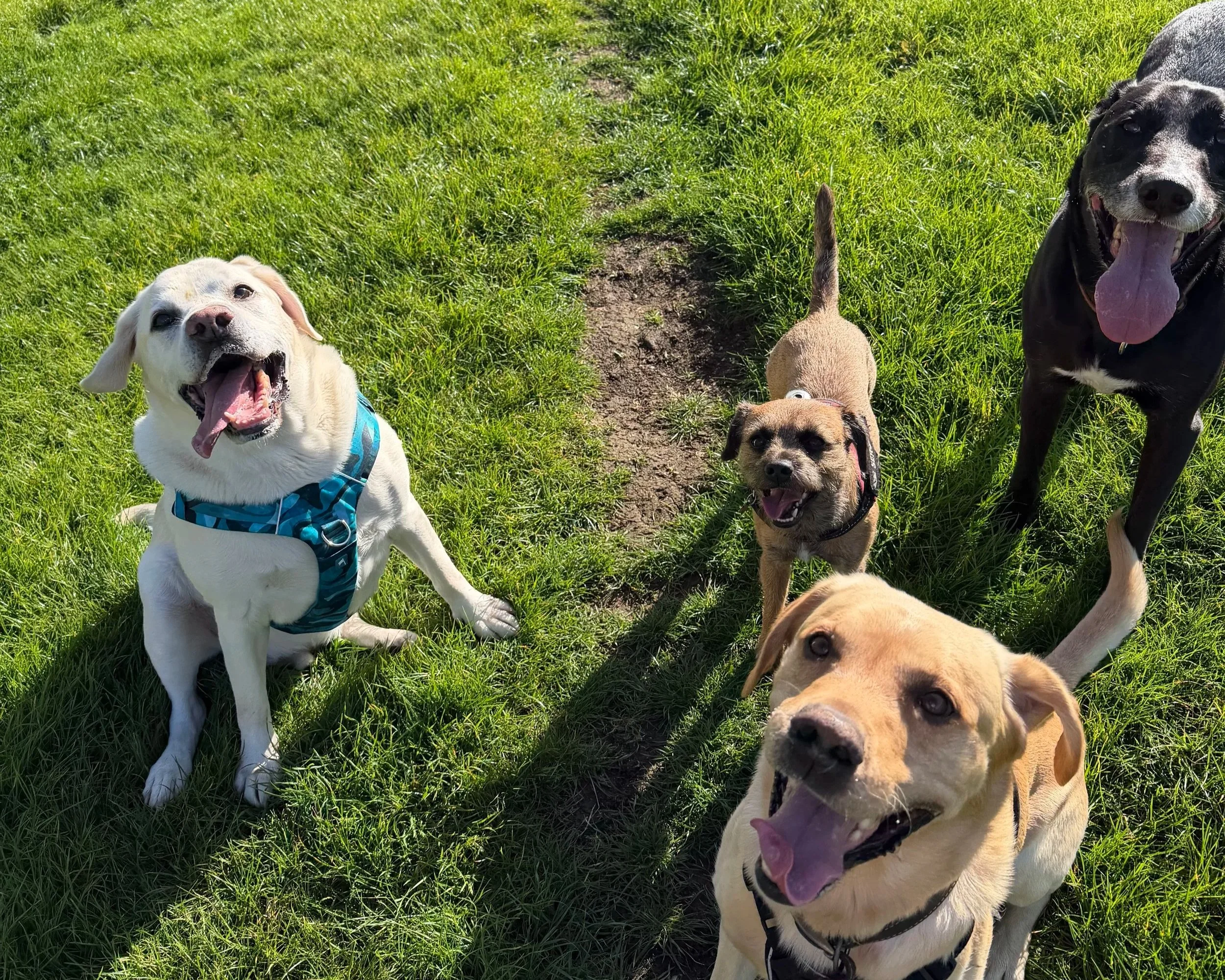 Four dogs standing on grass, some with their mouths open and tongues out, one with a blue harness, and a small brown dog with a pink collar.