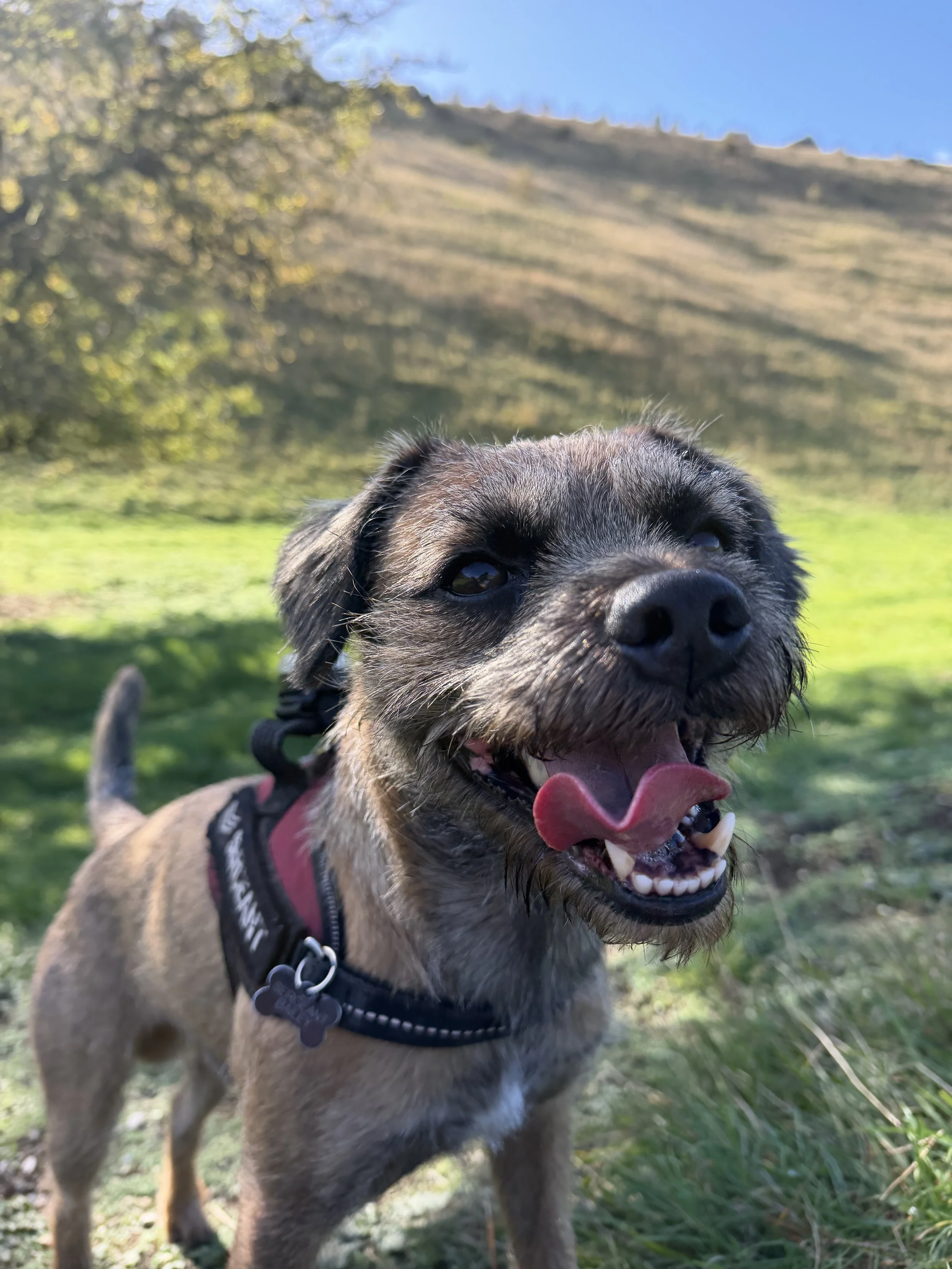 A happy puppy with a tongue shaped like a heart, outdoors on grass with a hill and trees in the background, wearing a harness.