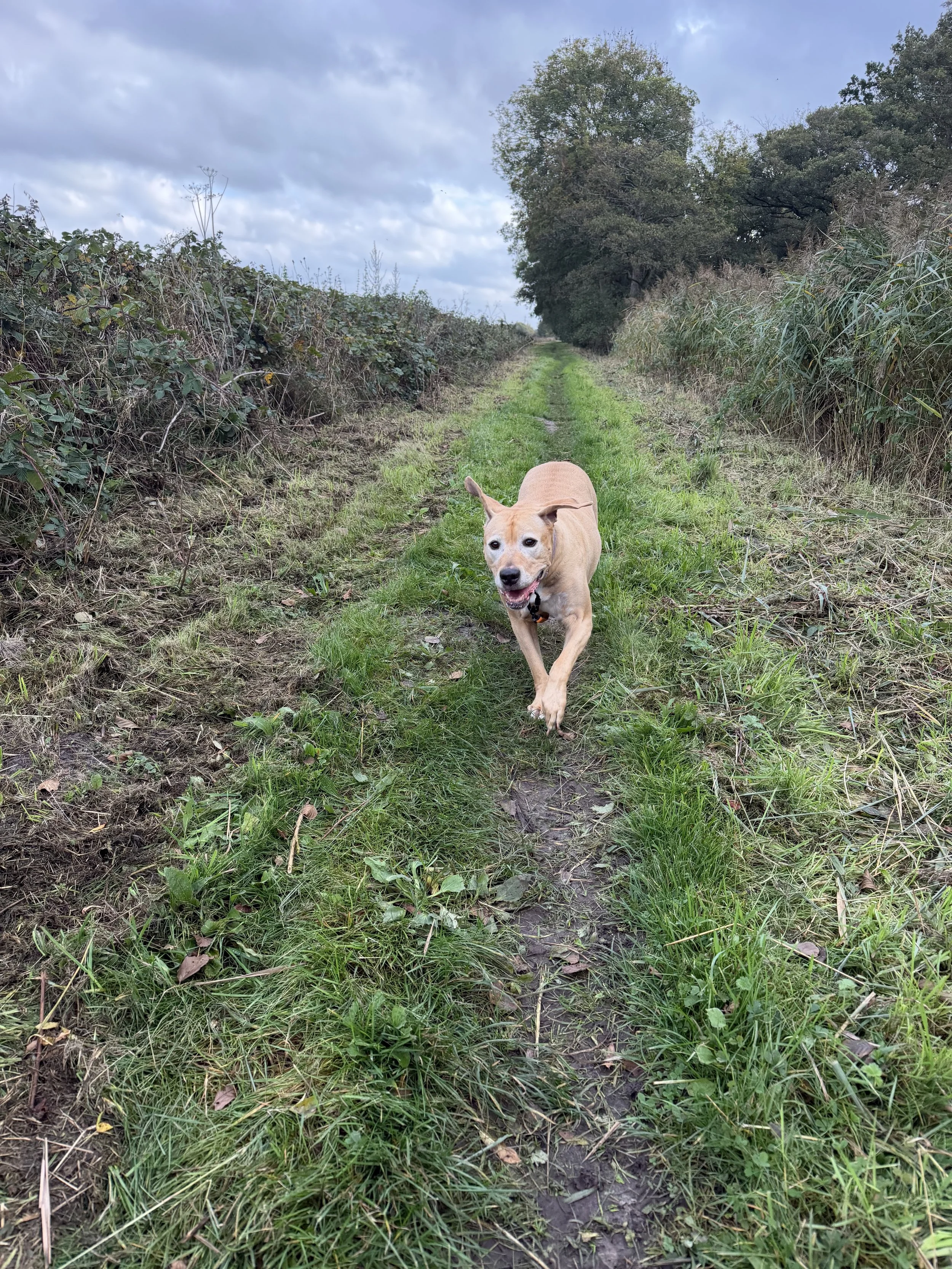 A tan dog running along a grassy dirt path in a rural area, with trees on the right and dense bushes on the left, under a cloudy sky.