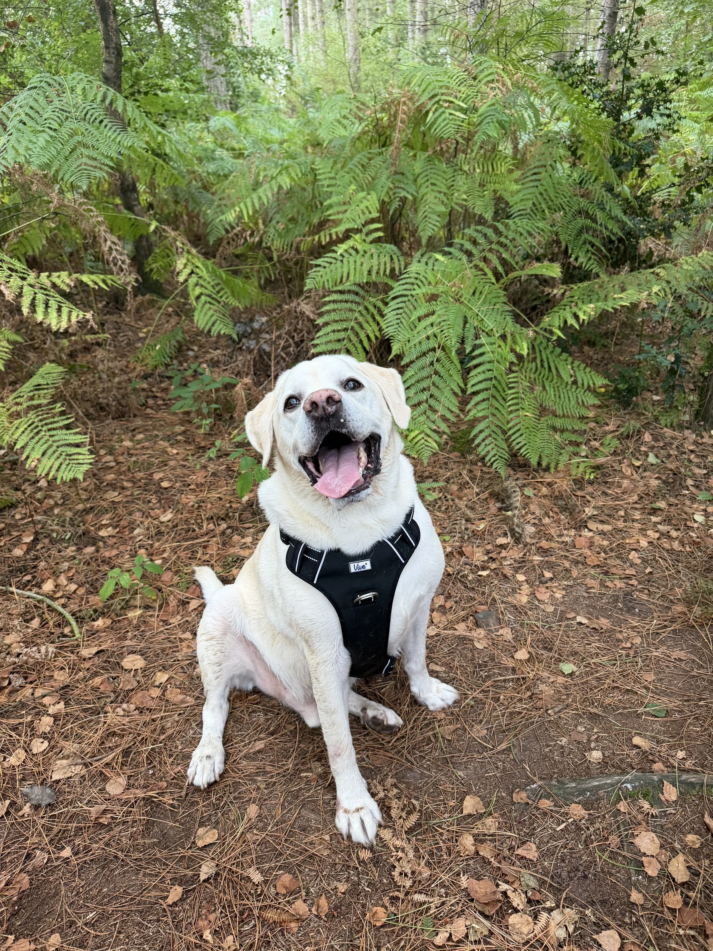 A happy yellow Labrador Retriever dog sitting on a dirt and leaf forest floor, surrounded by green ferns and trees.