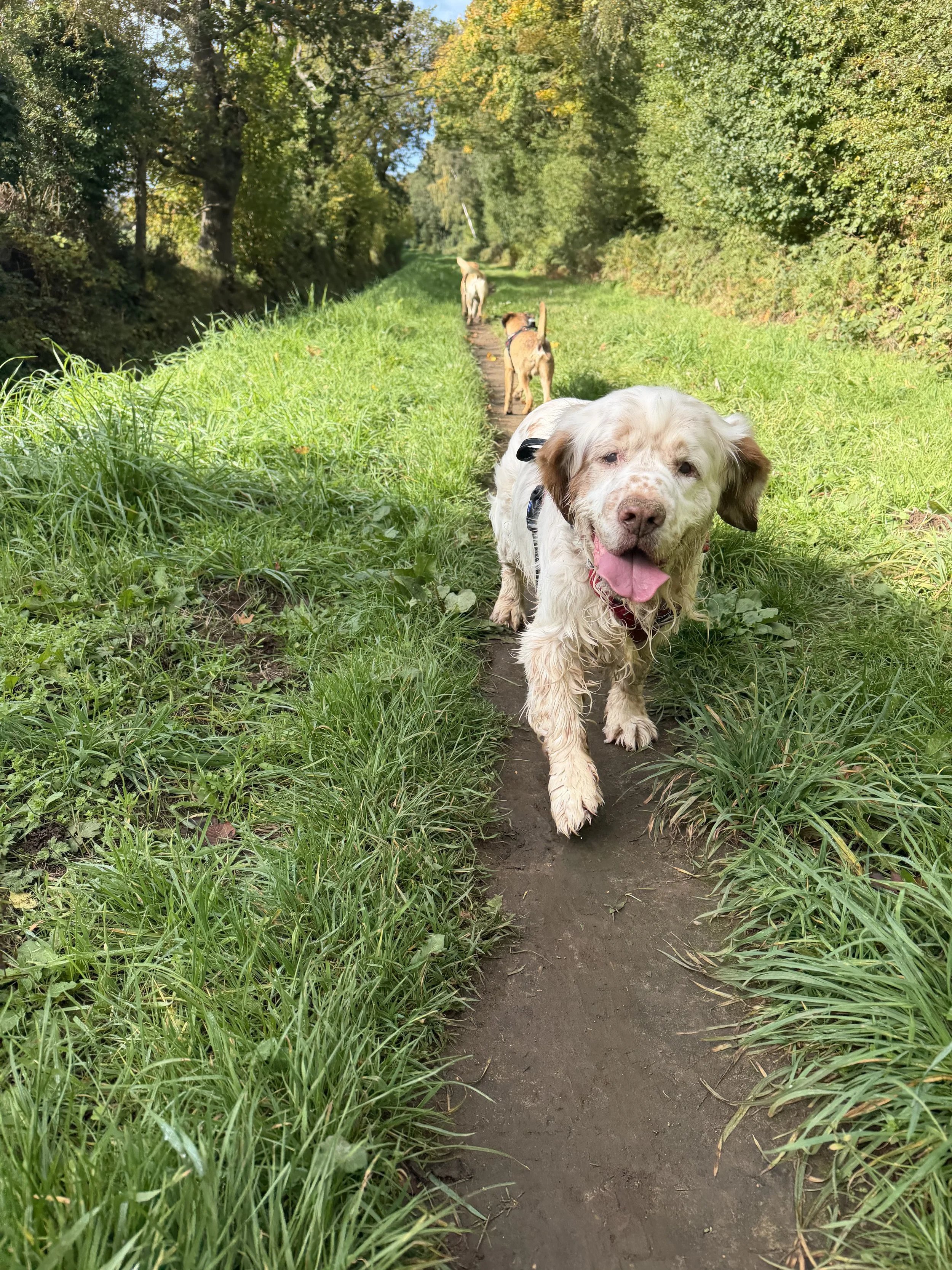 Three dogs are walking on a narrow dirt path surrounded by green grass and tall trees in a forested area.