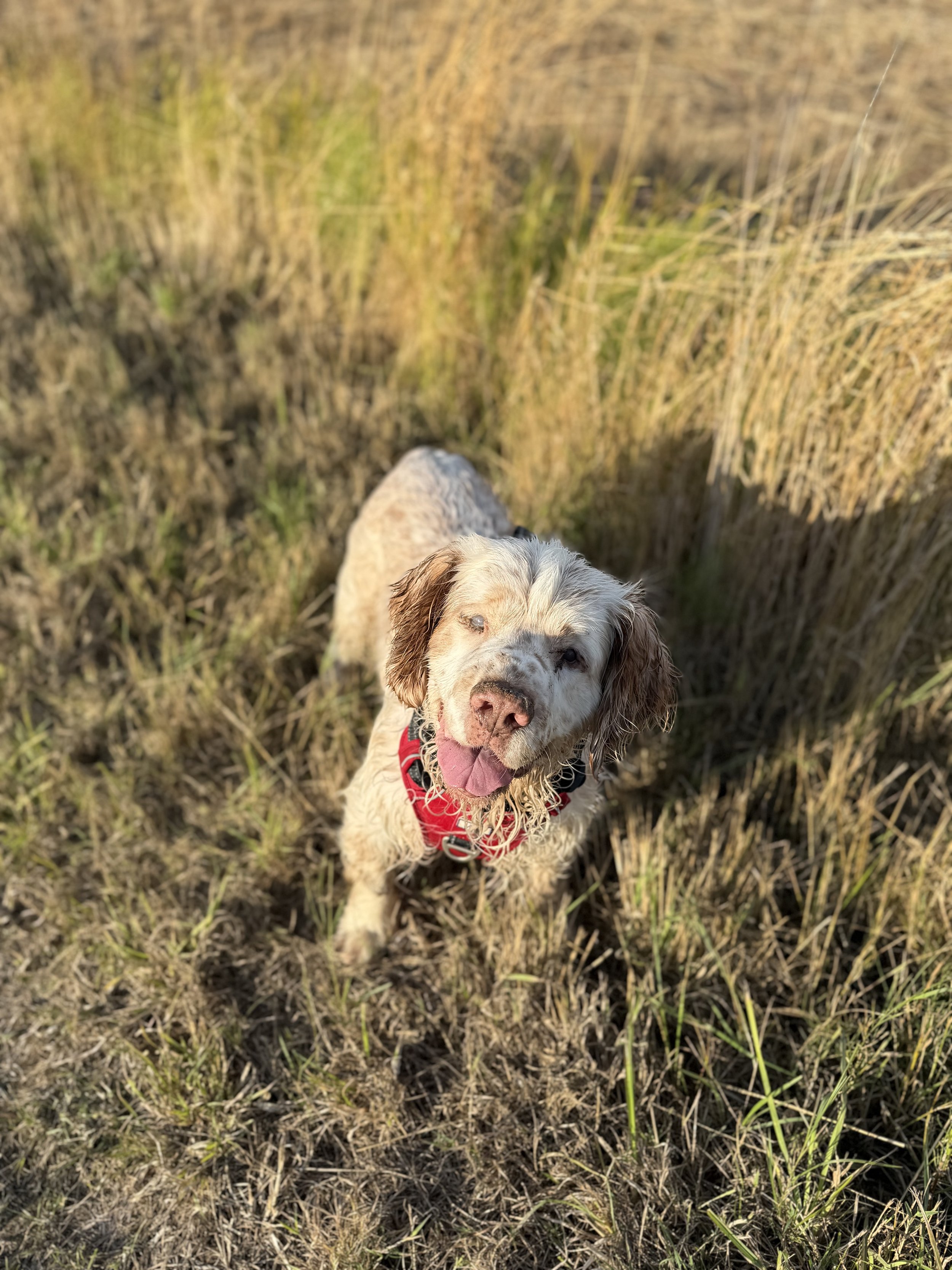 A happy leopard dog with droopy ears, sticking out its pink tongue, standing outdoors on a patch of grass and dirt, with tall, dry grass in the background.