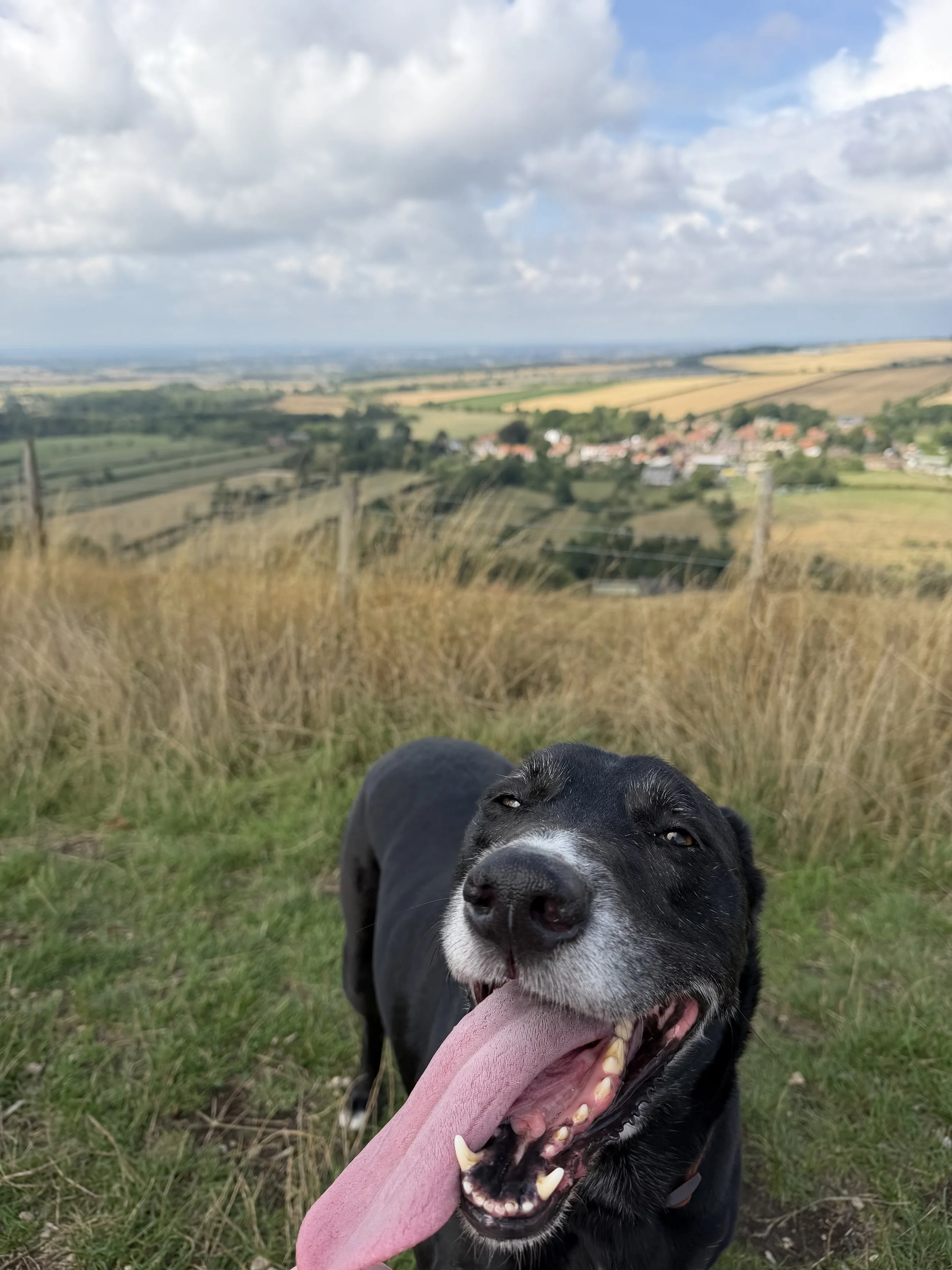 A happy black dog with white markings on the face and chest, sticking out its pink tongue and showing teeth, in front of a scenic rural landscape with fields, trees, and a village under a sky with clouds.