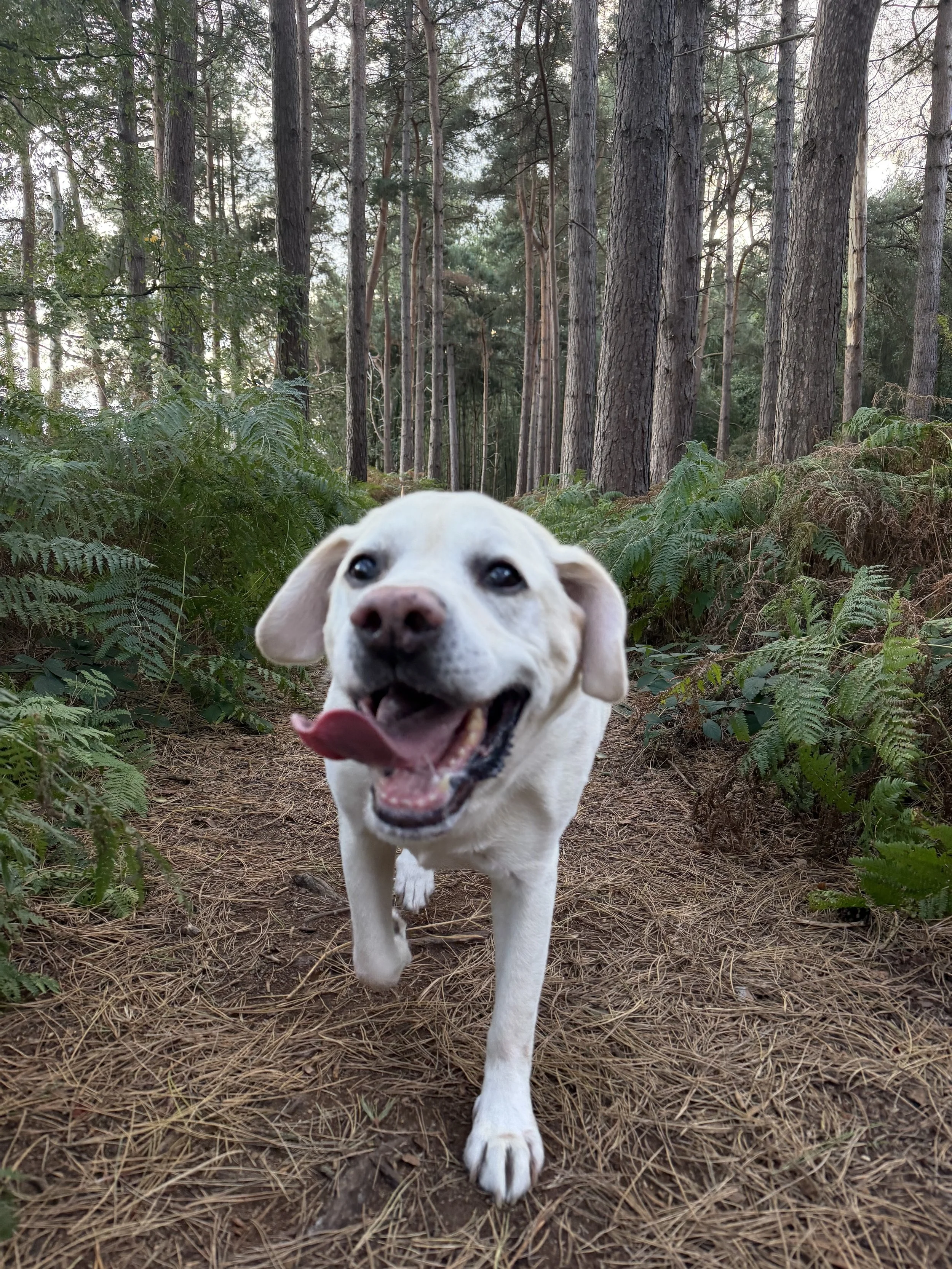A happy white dog with tan ears and a pink nose walking through a forest trail with tall trees and green ferns.