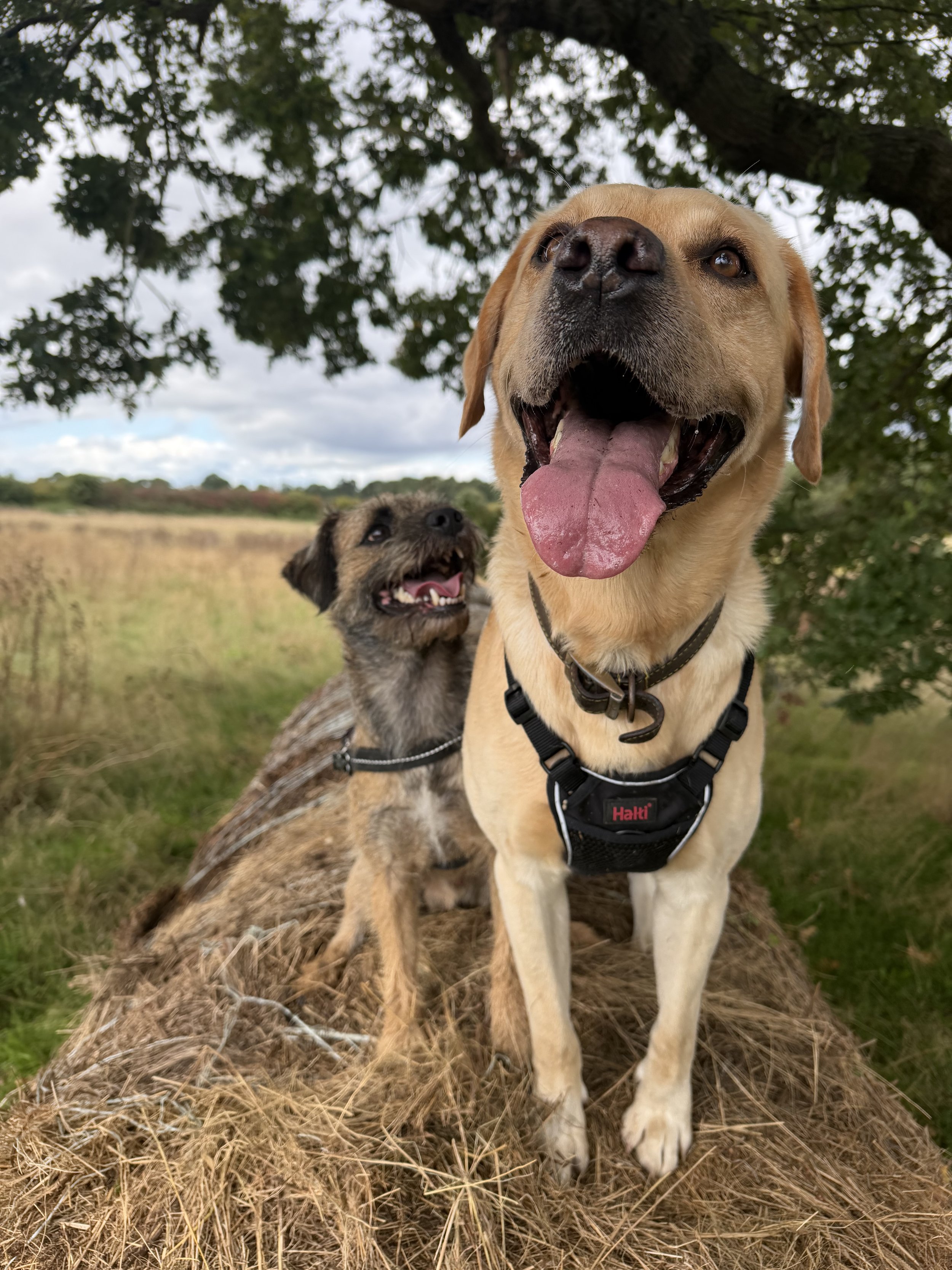 Two dogs, one large and one small, standing on a hay bale outdoors with trees and a cloudy sky in the background.