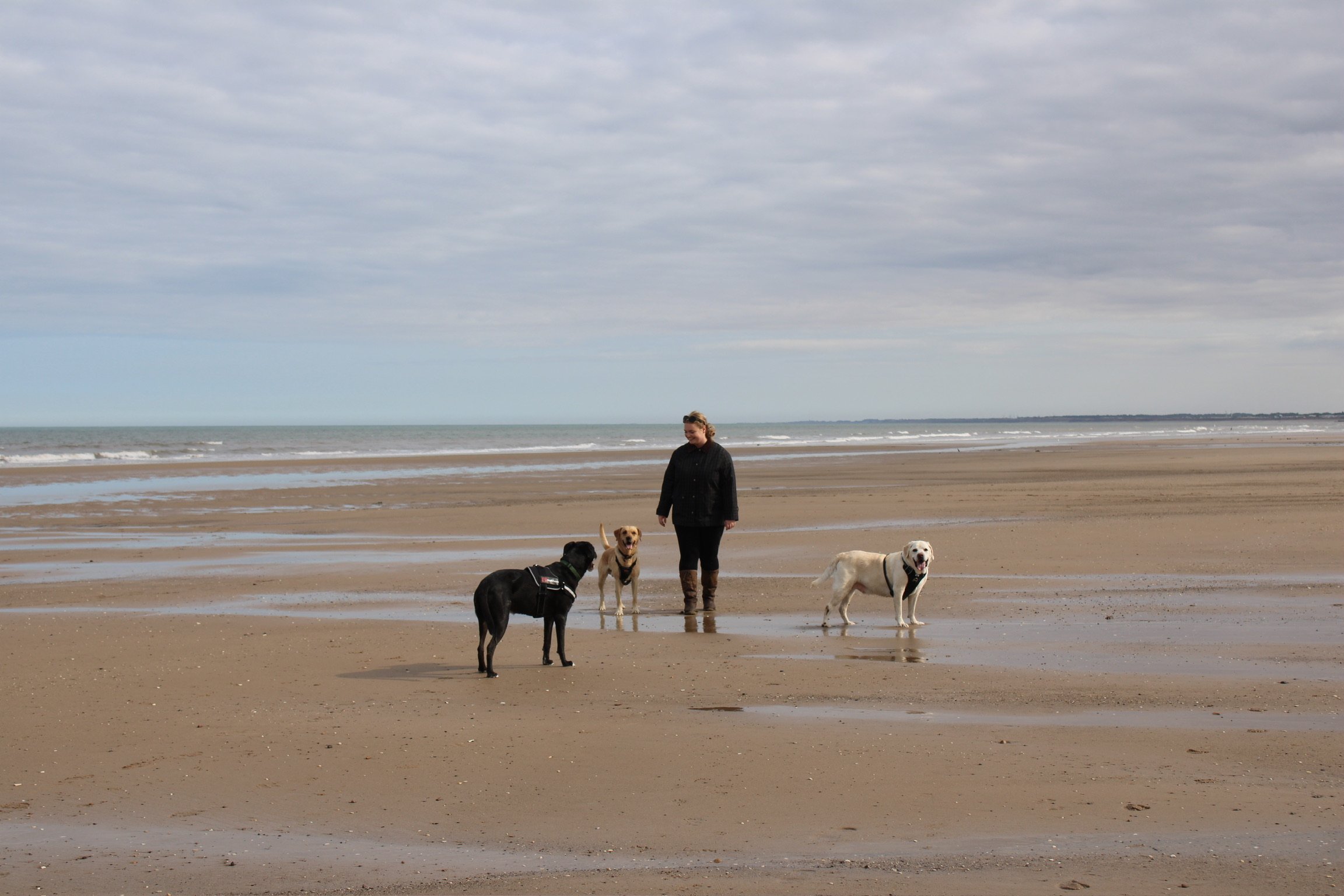 A woman walking with four dogs on a sandy beach with the ocean and cloudy sky in the background.