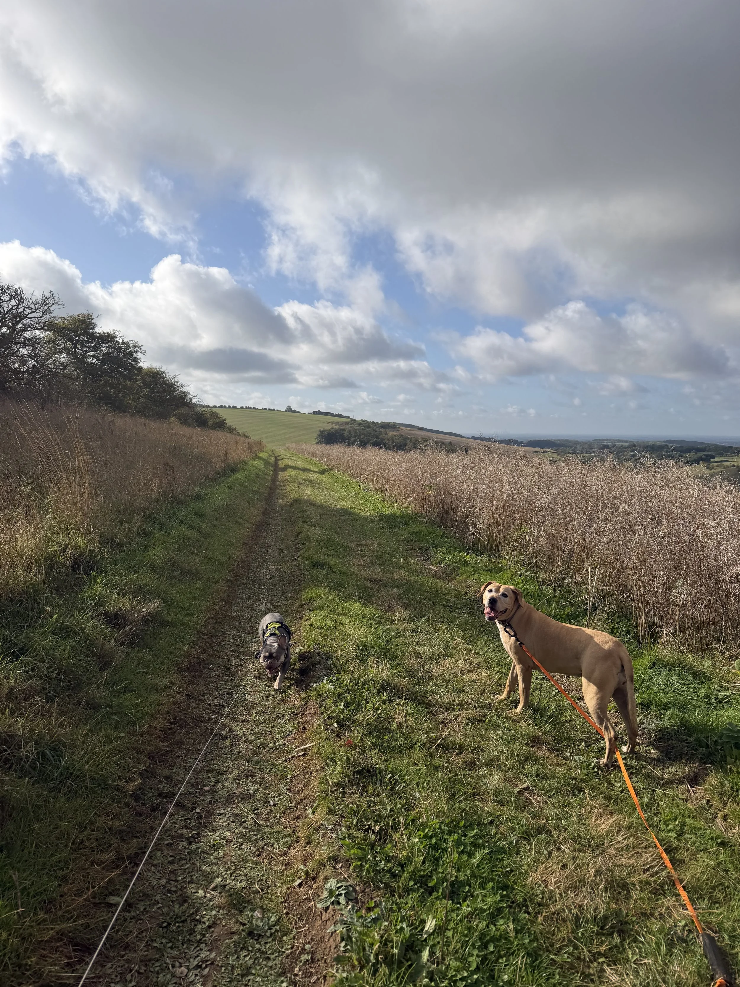 A grassy dirt trail winding through fields and trees under a partly cloudy sky, with two dogs on leashes standing on the trail.