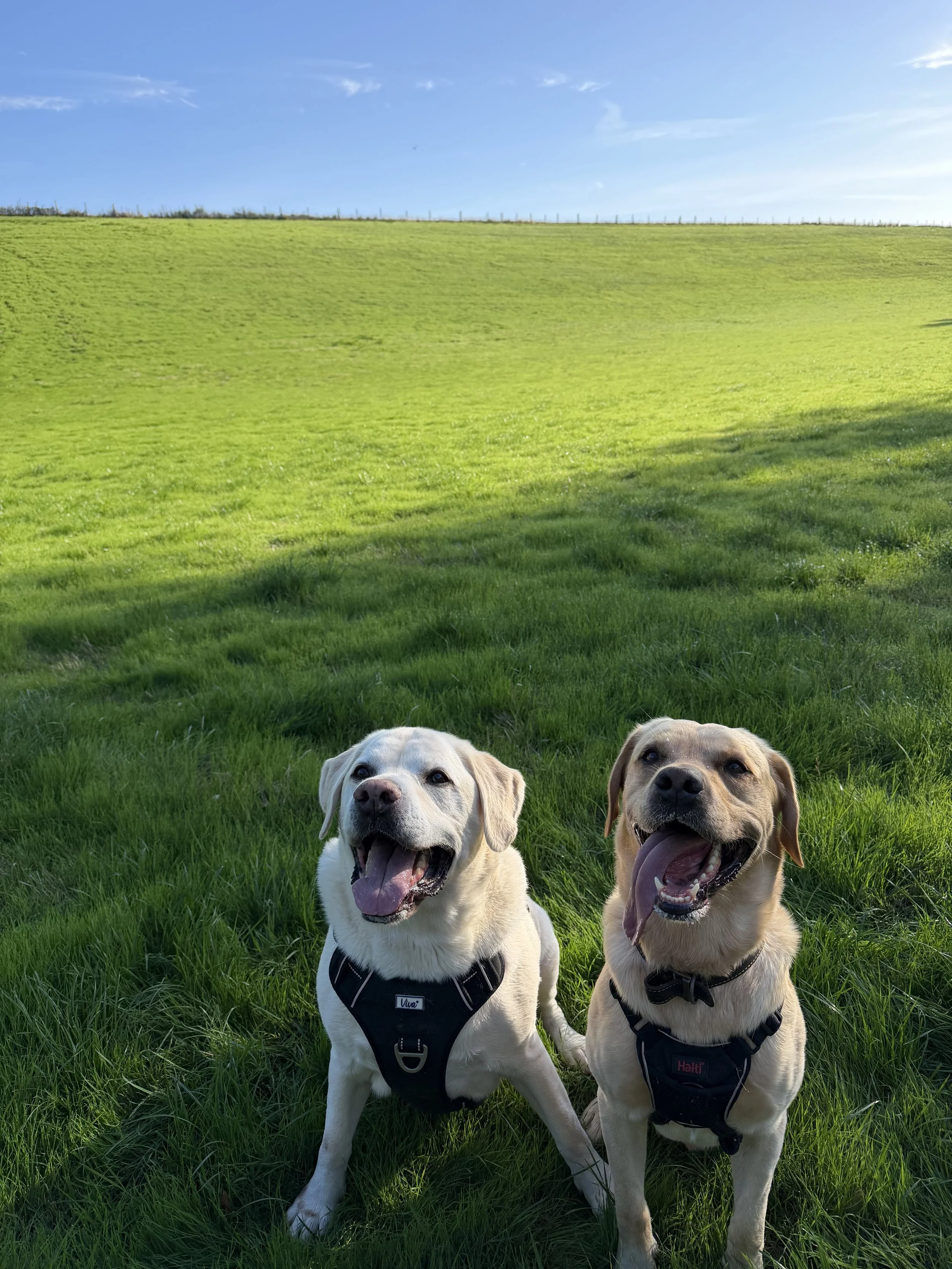 Two happy Labrador dogs sitting on green grass in a field with blue sky and clouds in the background.